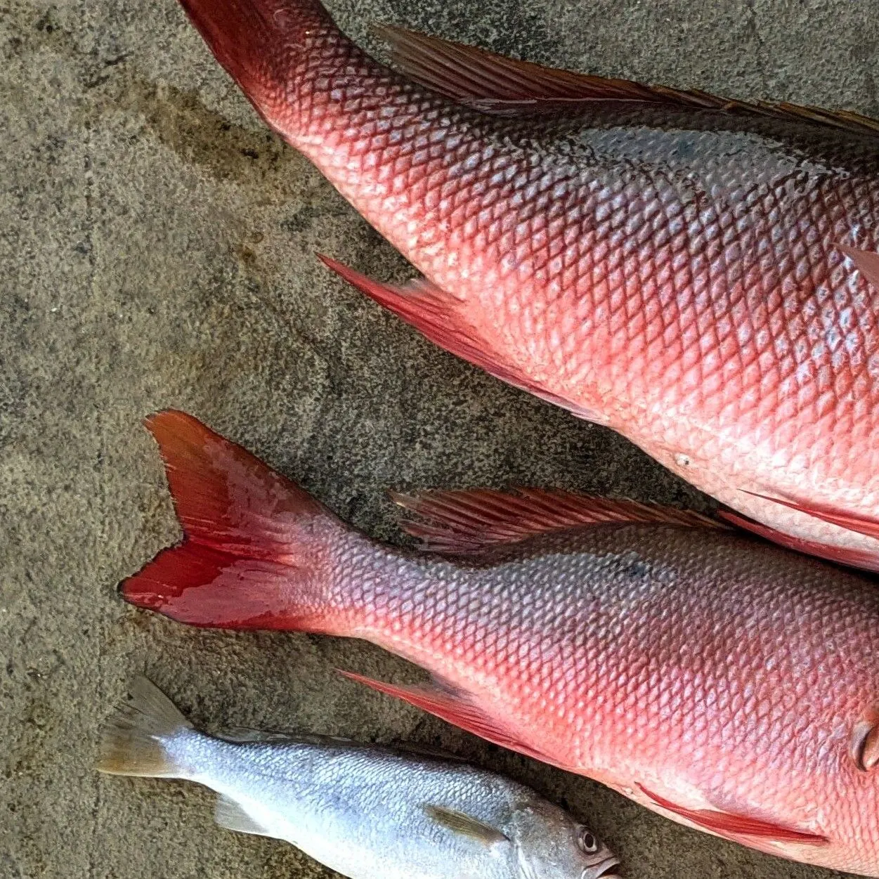 The most recent Mutton snapper catches on Fishbrain