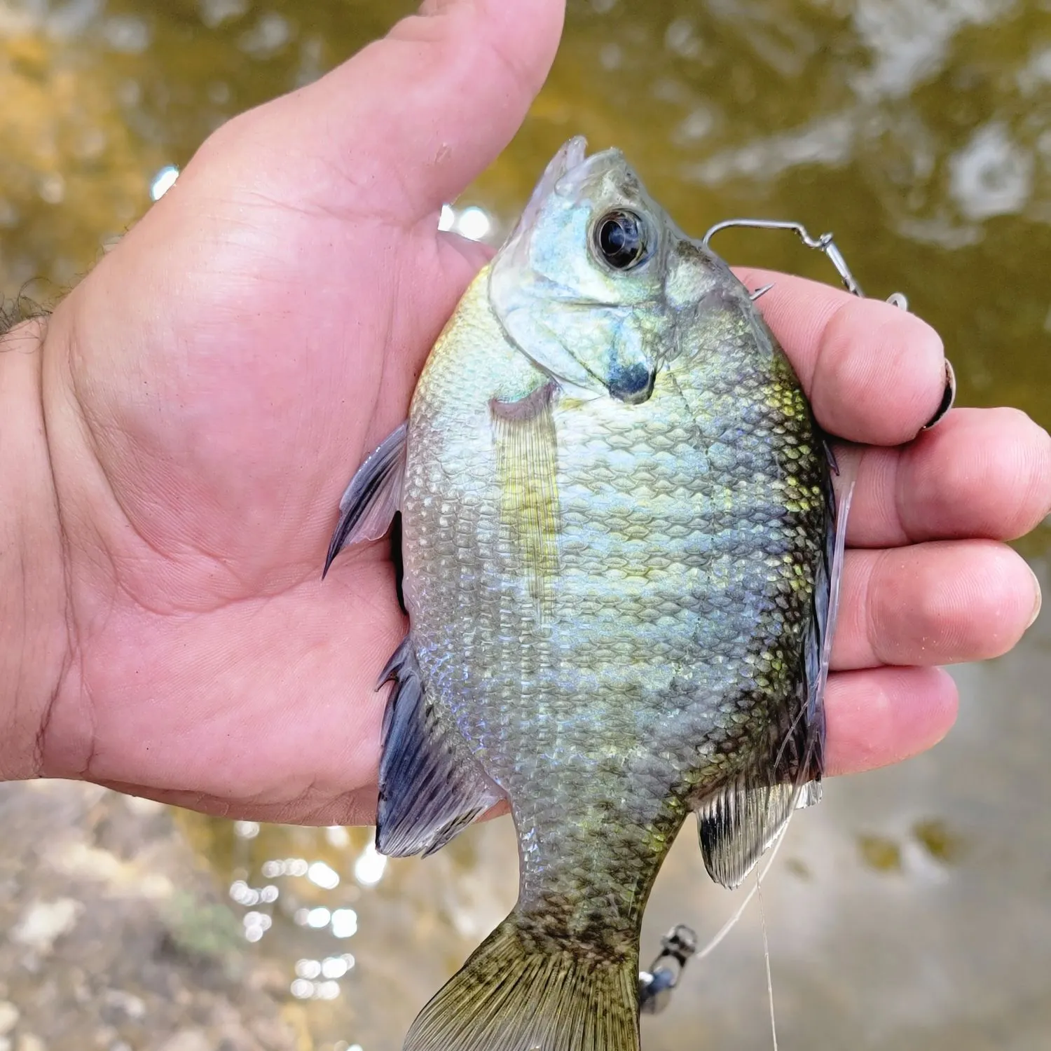 Fish caught on Fishbrain