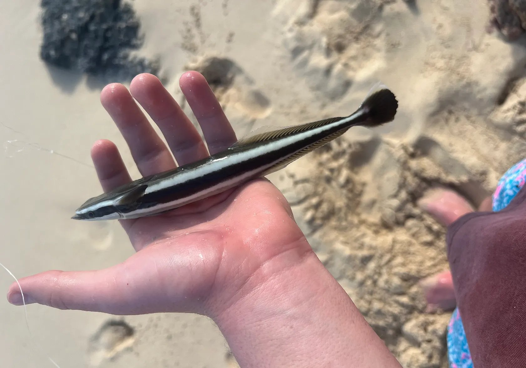 Common remora