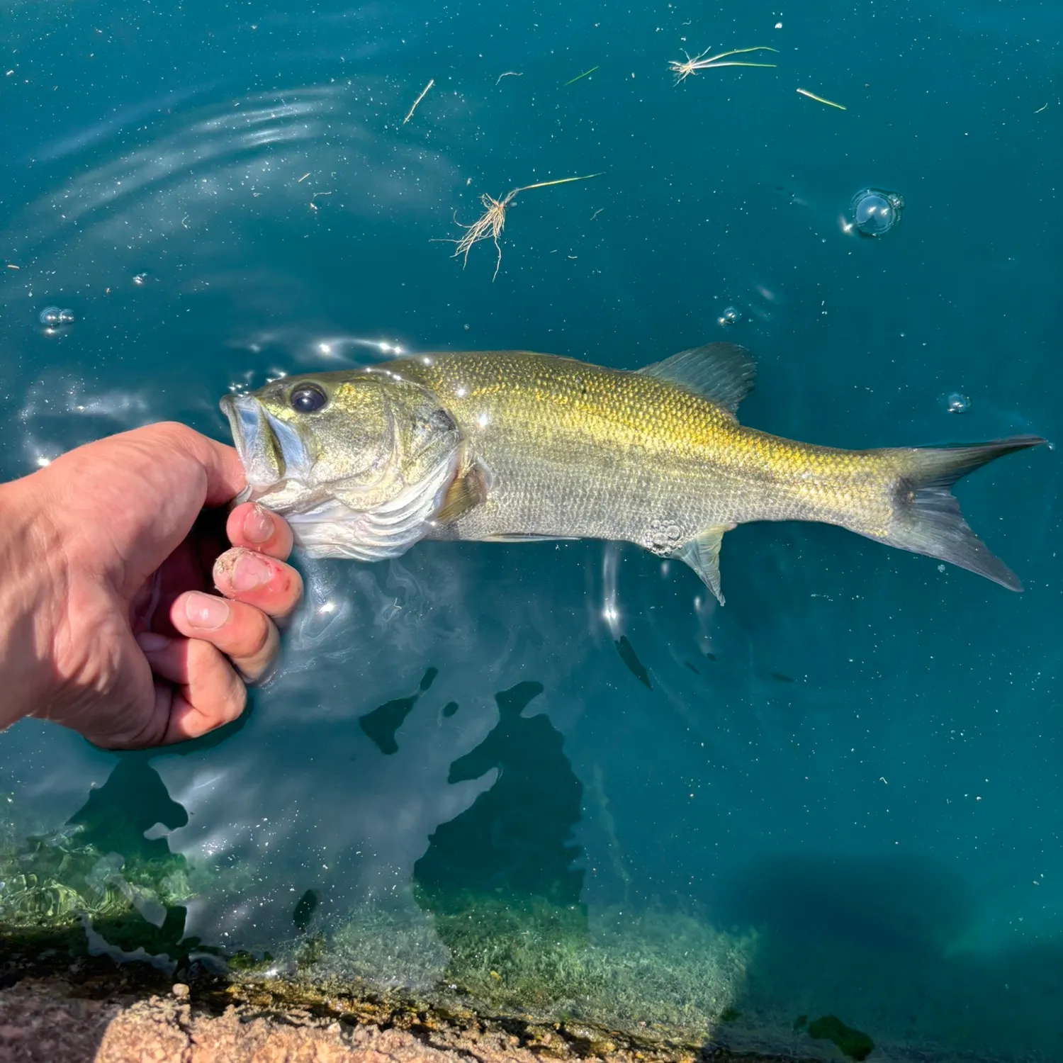 Fish caught on Fishbrain