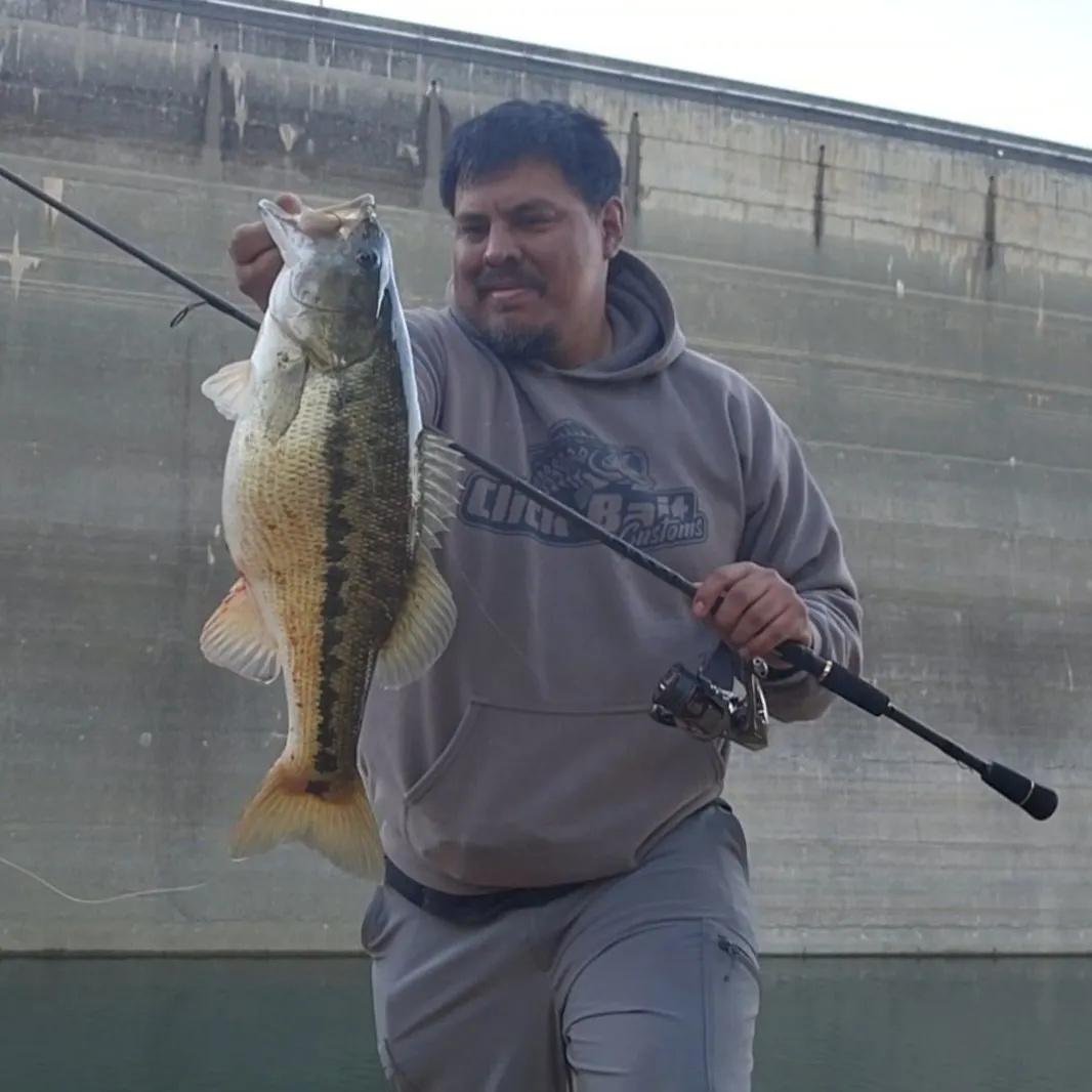 Spotted bass caught on Fishbrain