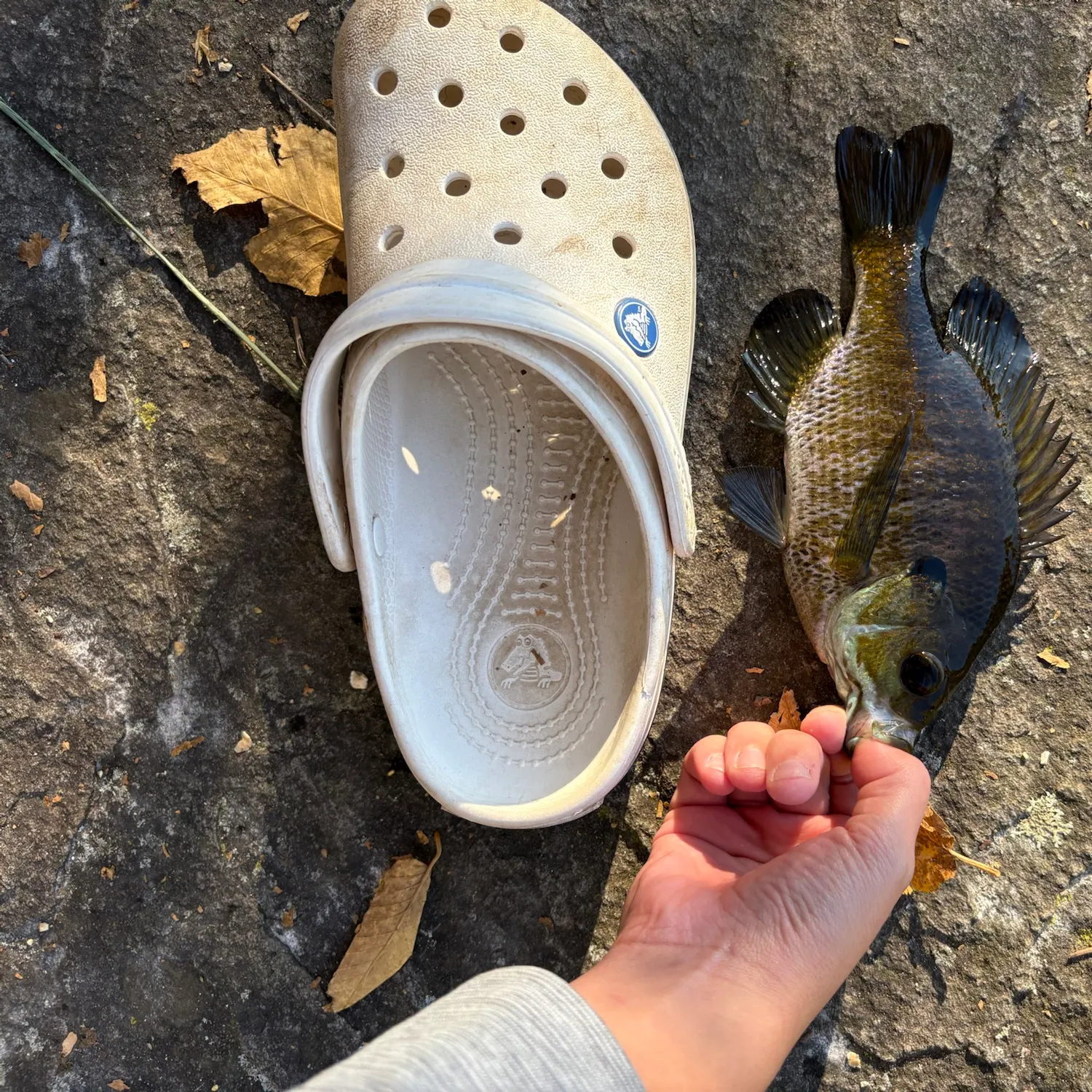 Bluegill caught on Fishbrain