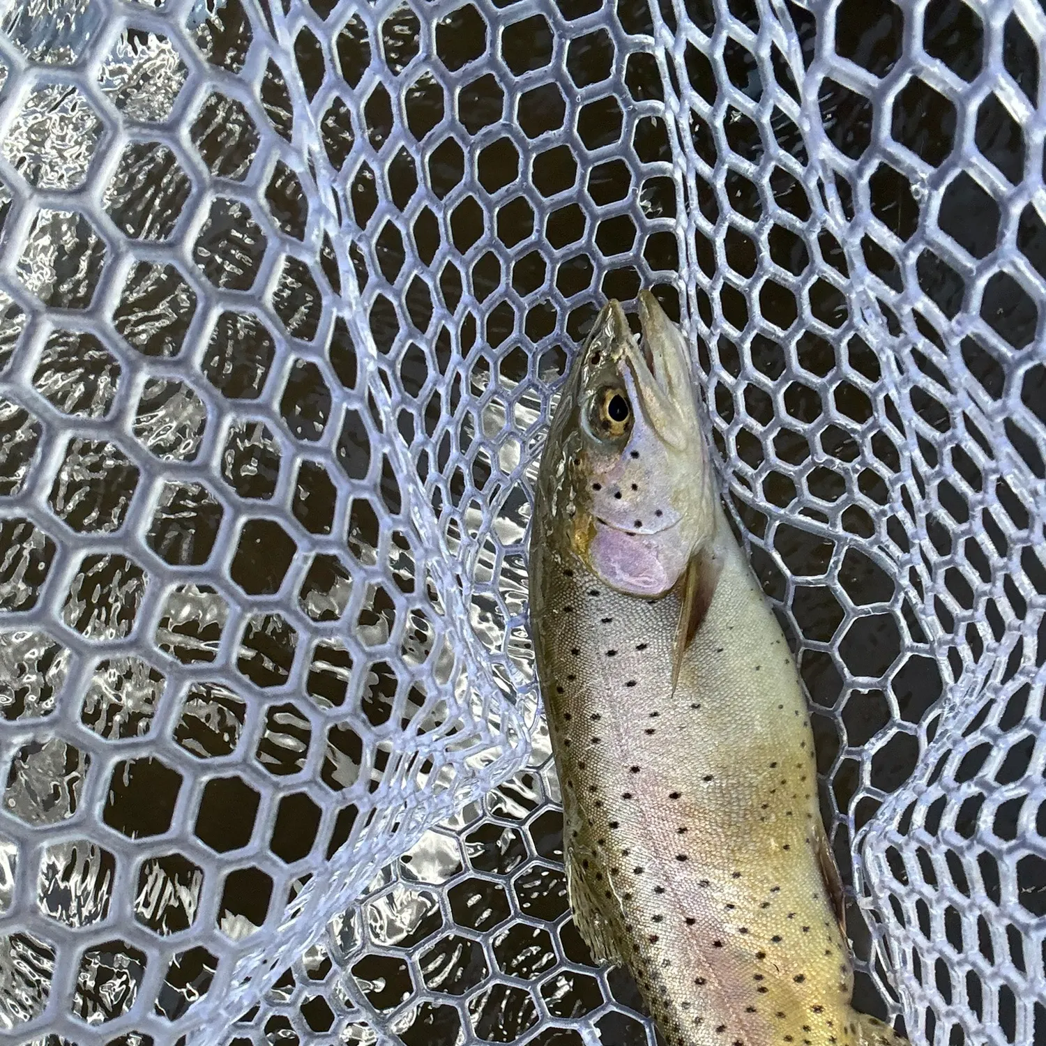 Lahontan cutthroat trout caught on Fishbrain