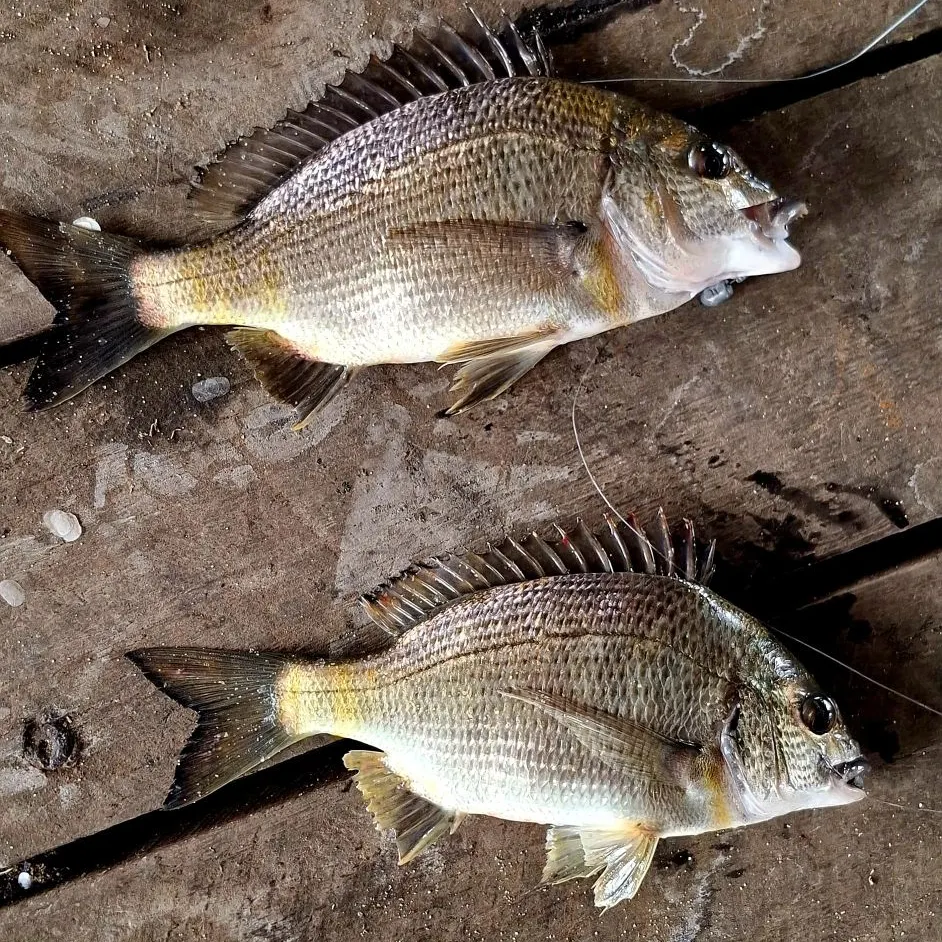 The most recent Southern black bream catches on Fishbrain