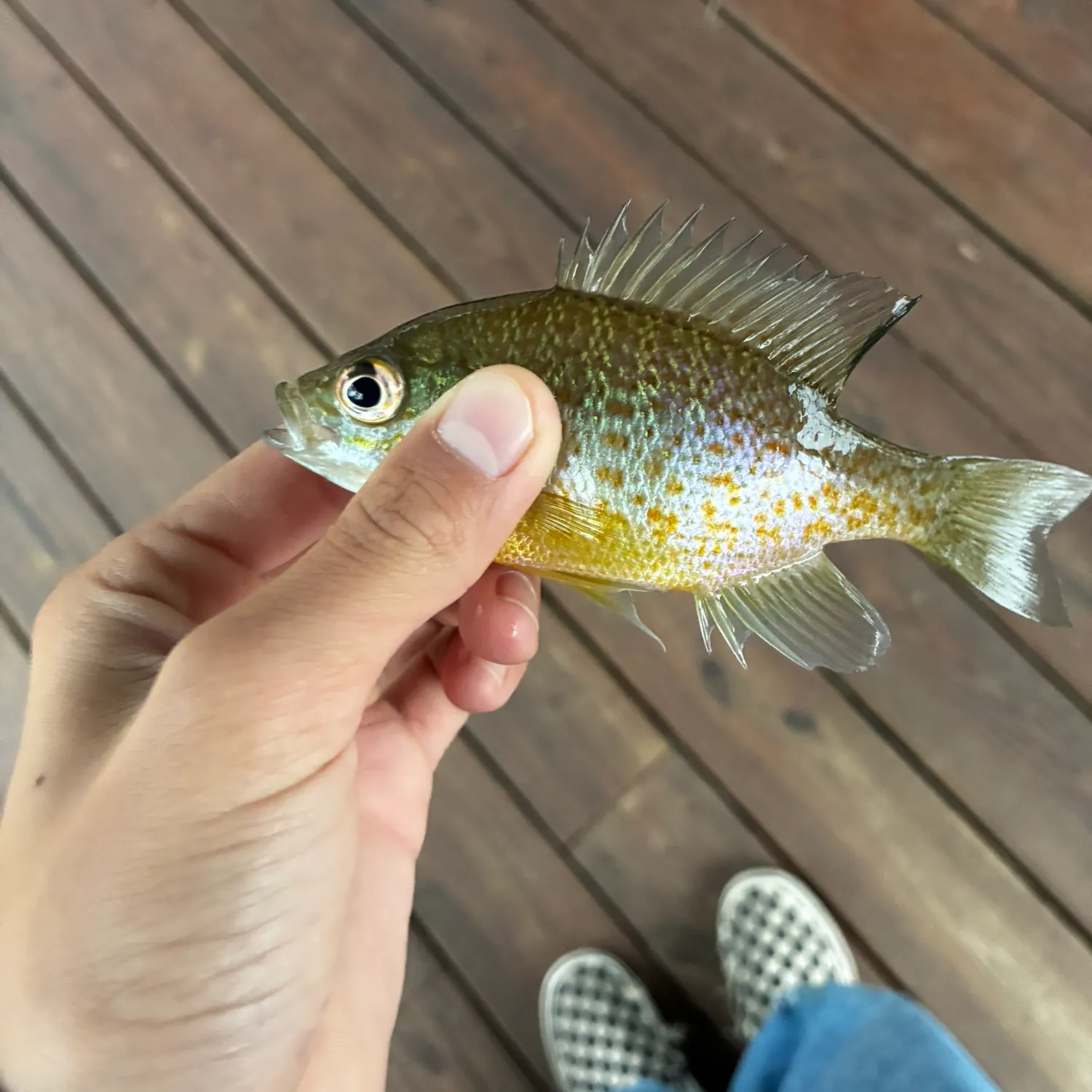 The most recent Redear sunfish catches on Fishbrain