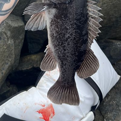 Fishing for Black rockfish near you