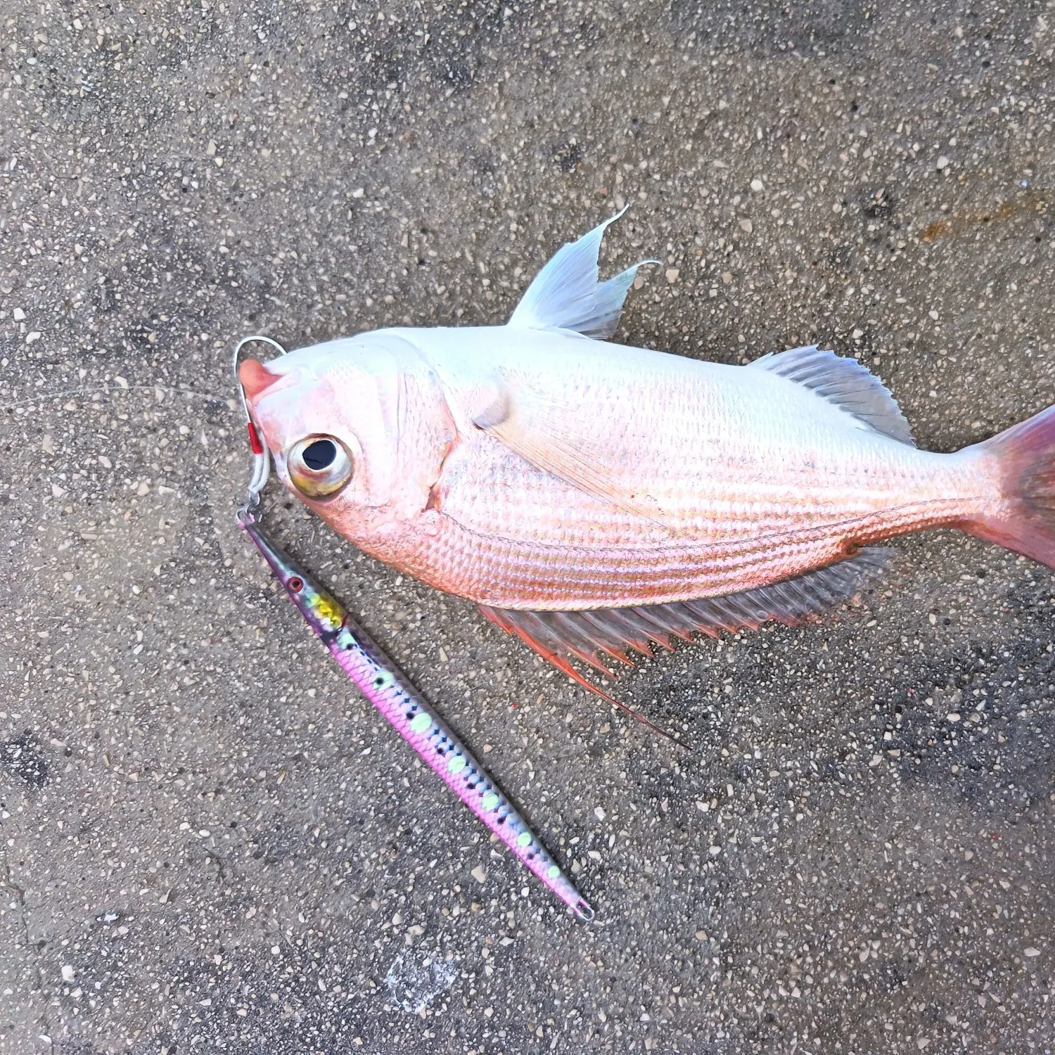 The most recent Pink dentex catches on Fishbrain