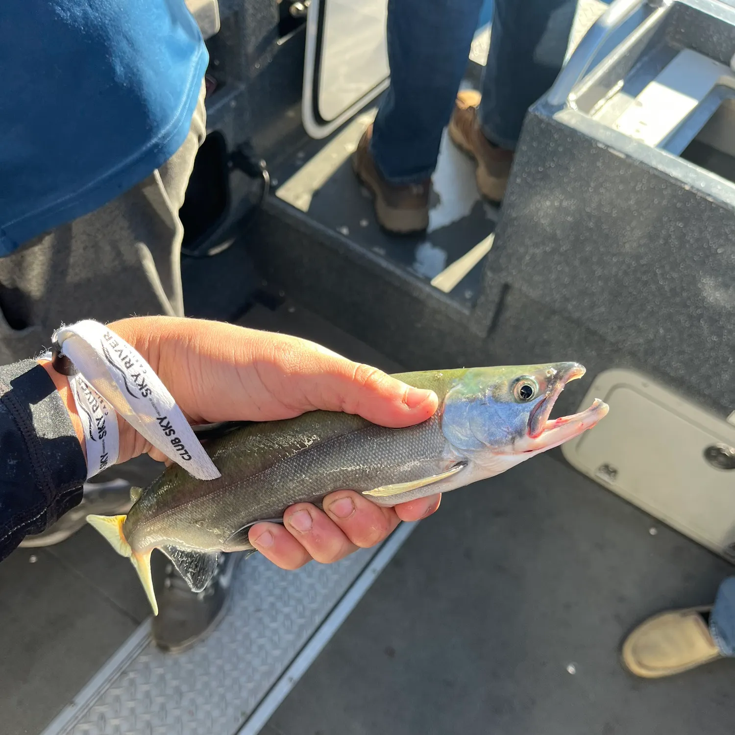 Kokanee salmon caught on Fishbrain