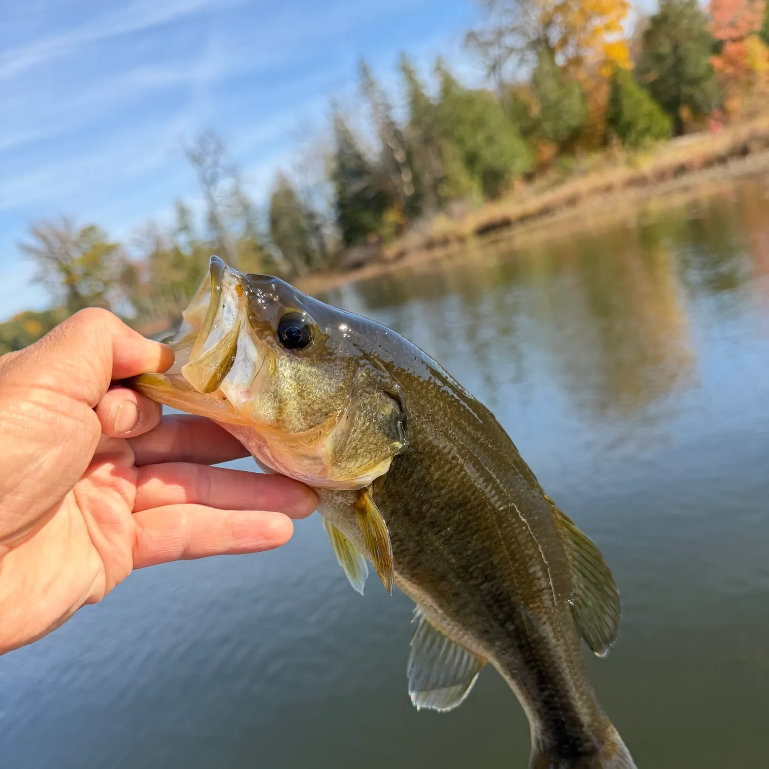 Largemouth bass caught on Fishbrain