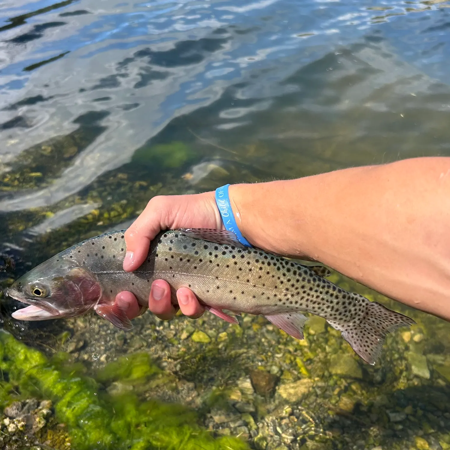 The most recent Colorado river cutthroat trout catches on Fishbrain