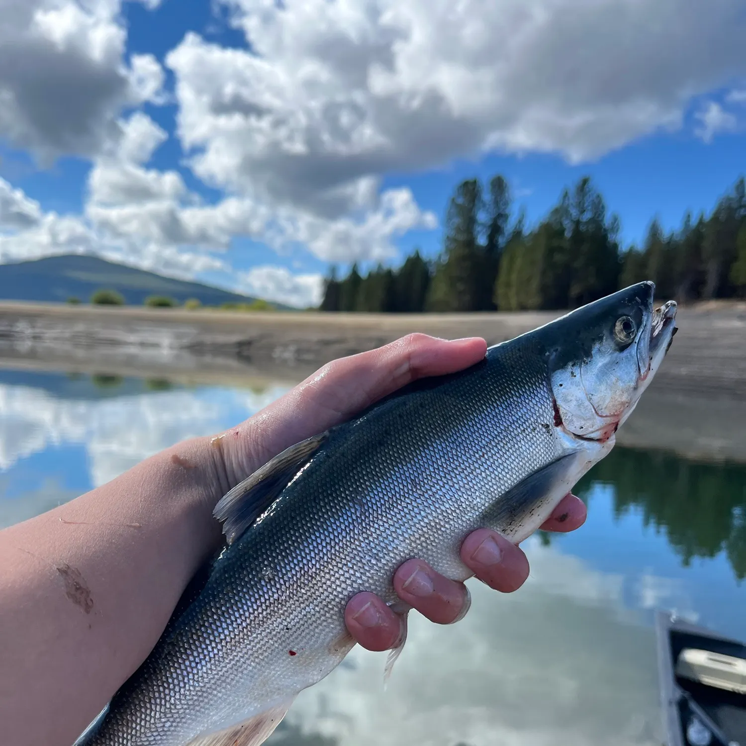 Kokanee salmon caught on Fishbrain