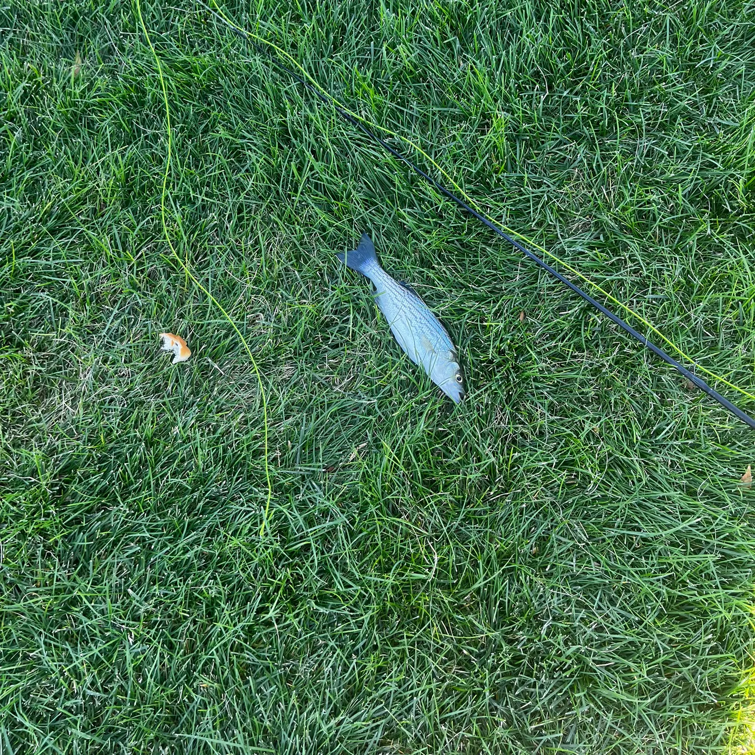 Wiper caught on Fishbrain