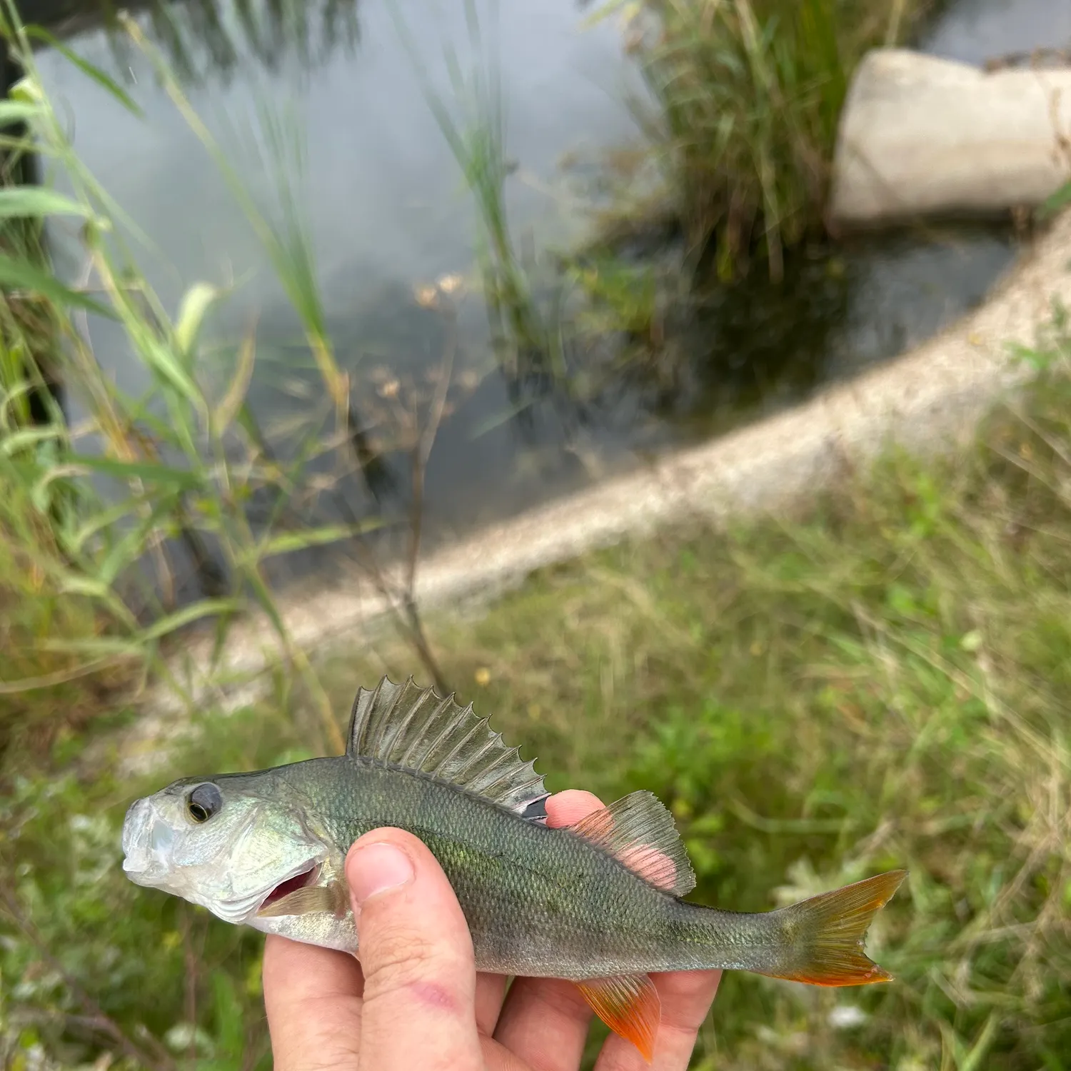 European perch caught on Fishbrain