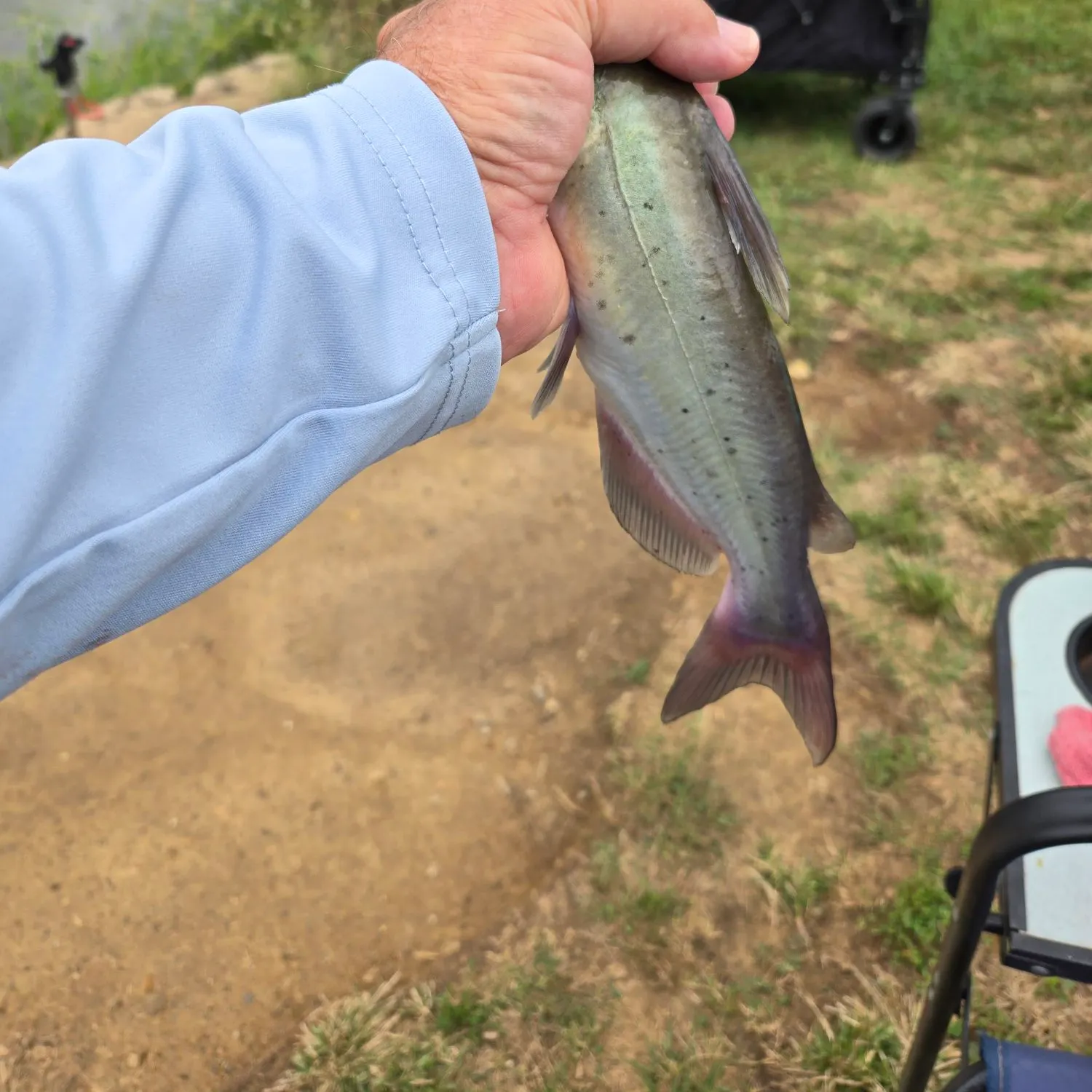 Channel catfish caught on Fishbrain