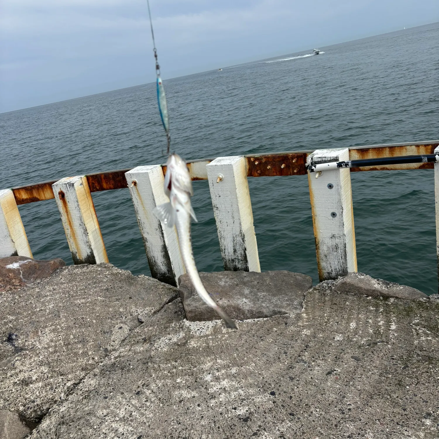 The most recent Greater weever catches on Fishbrain