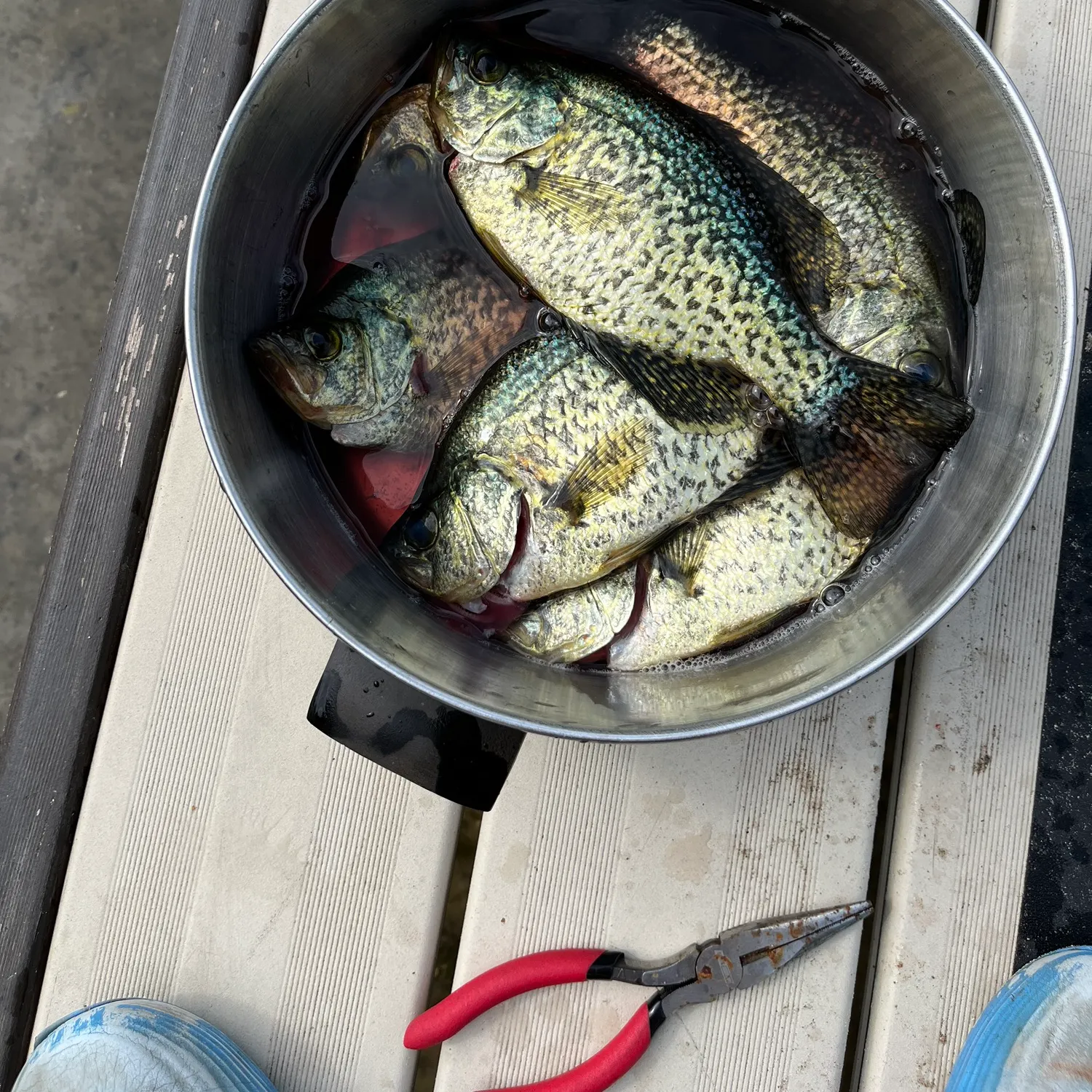 recently logged catches