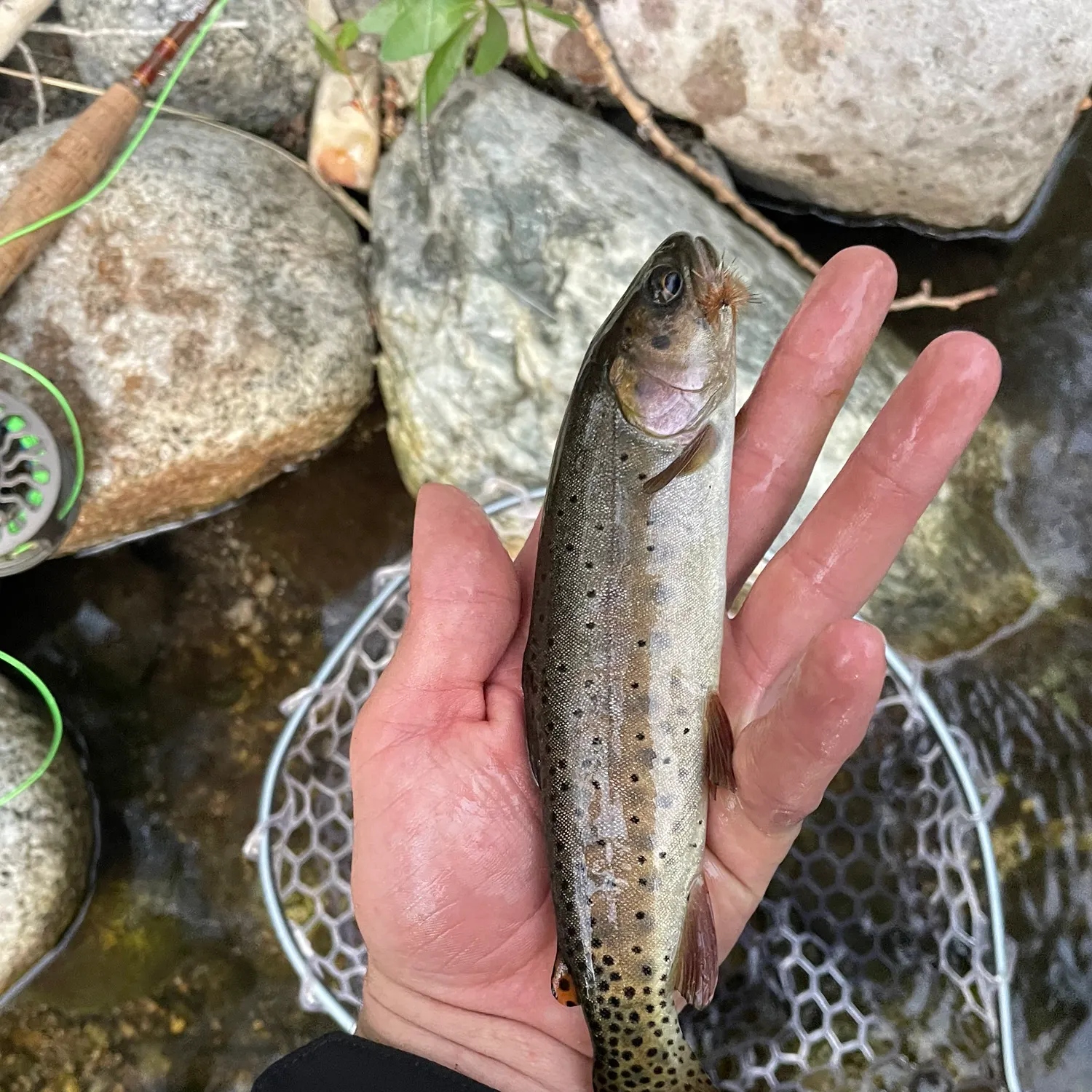 The most recent Cutthroat trout catches on Fishbrain
