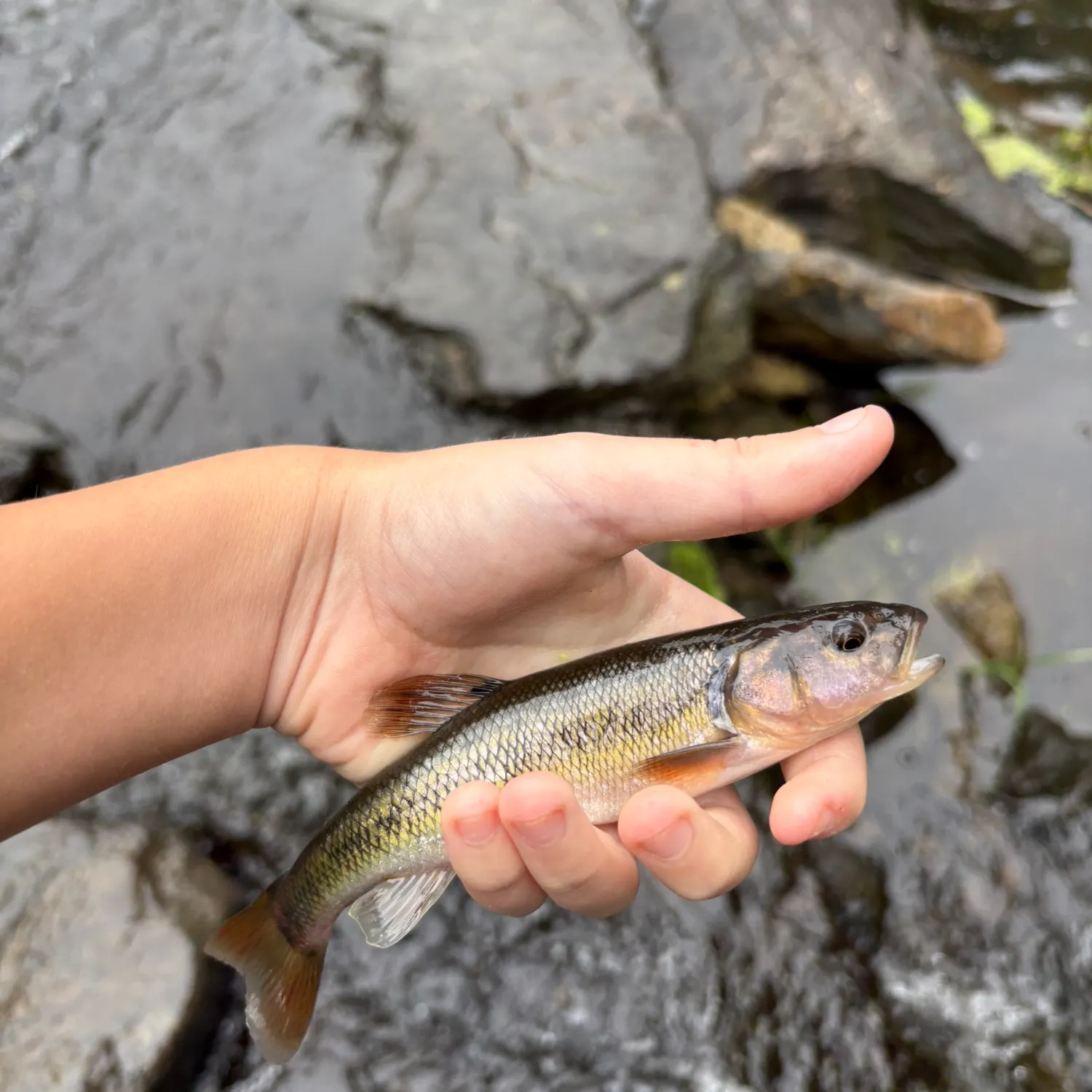 Creek chub caught on Fishbrain