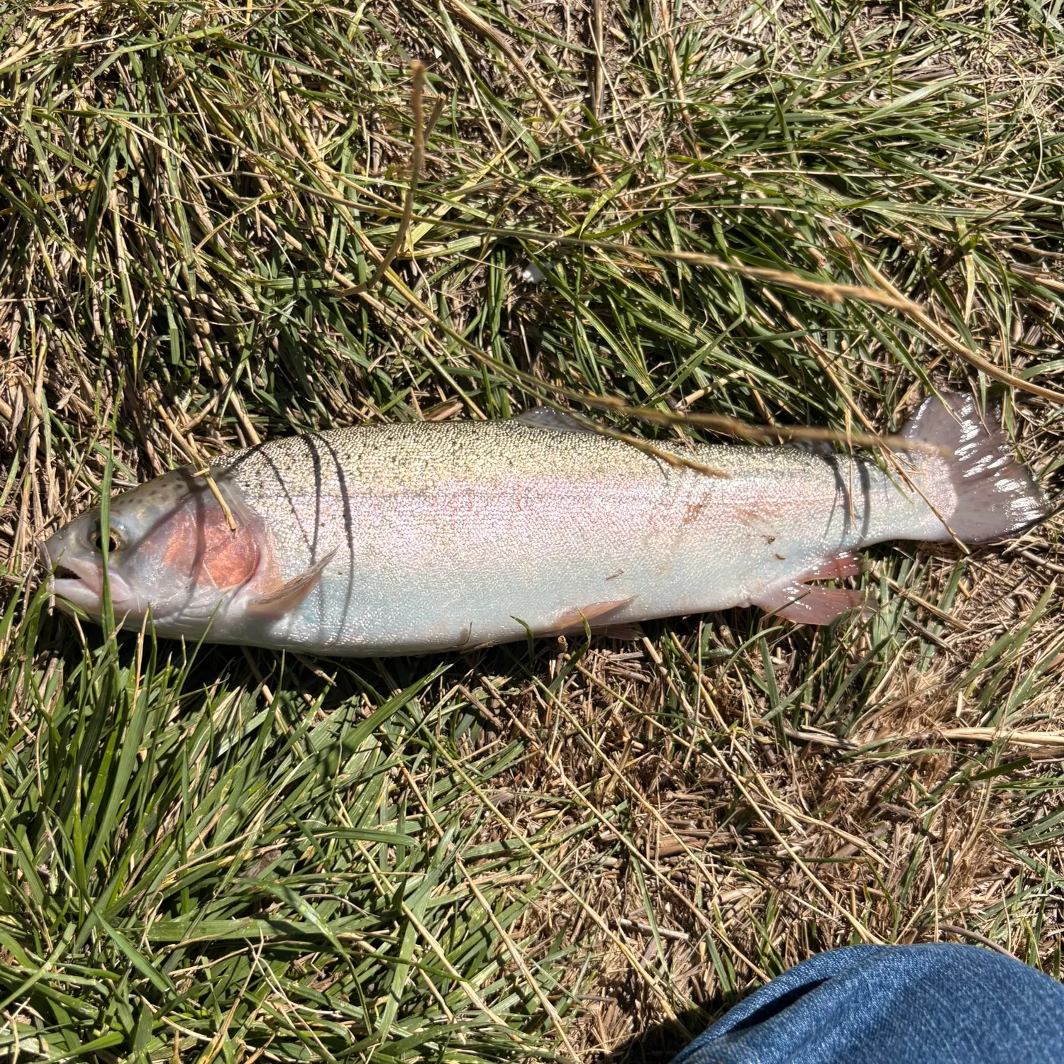 Rainbow trout caught on Fishbrain