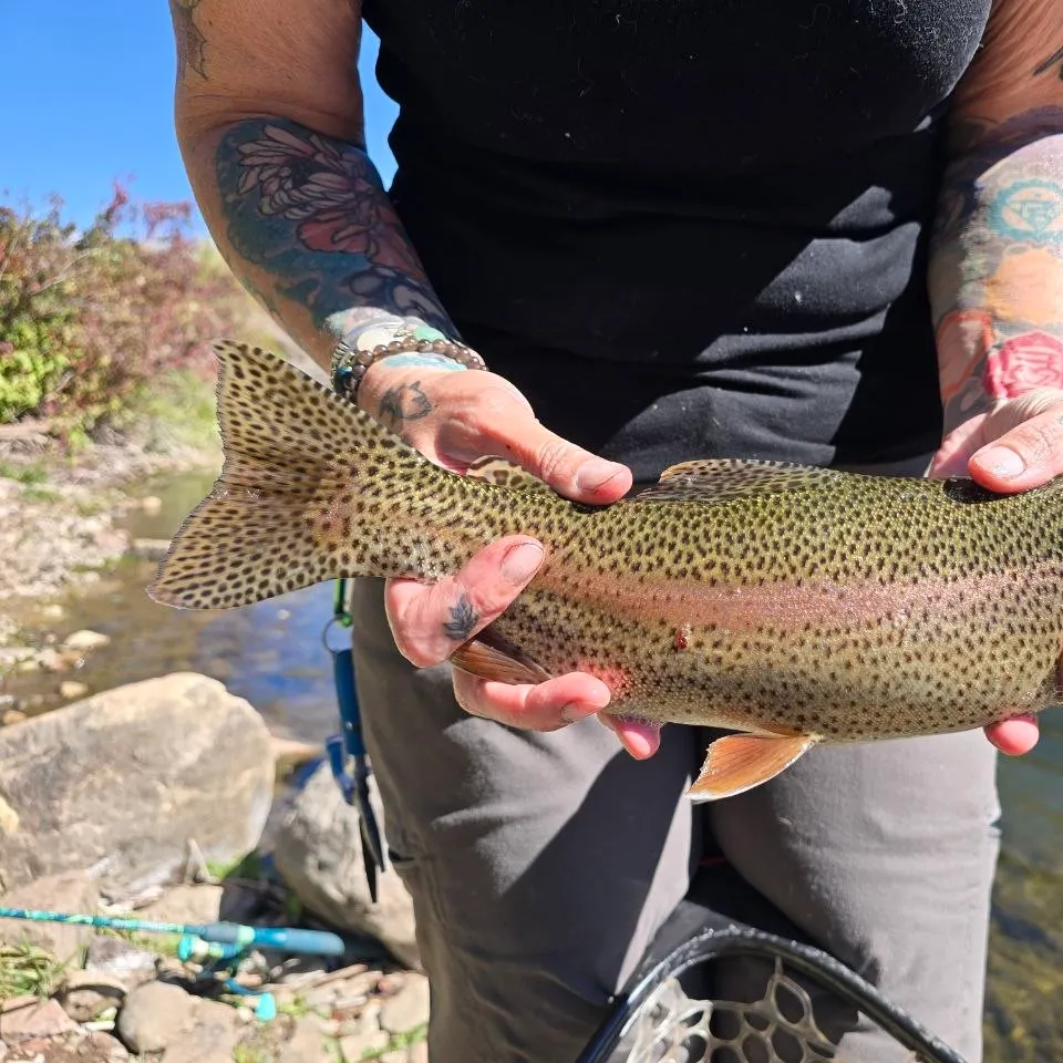The most recent Cutbow catches on Fishbrain