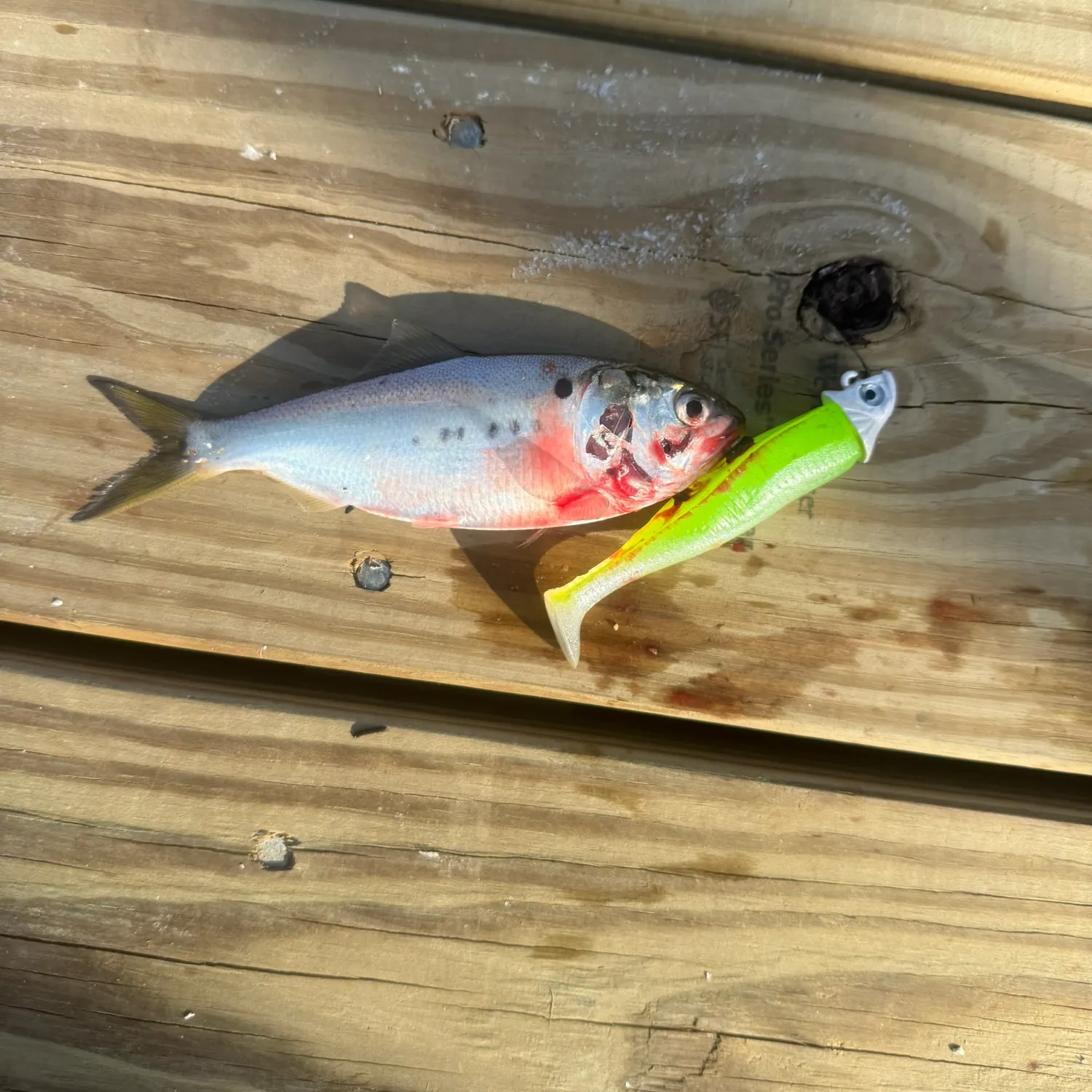 The most recent Gulf menhaden catches on Fishbrain