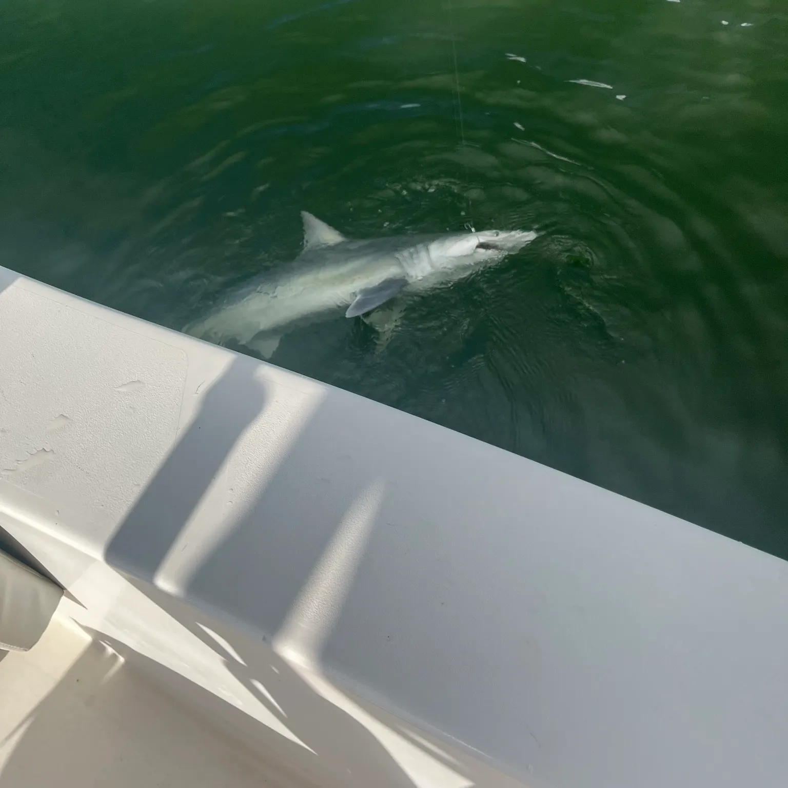 The most recent Spinner shark catches on Fishbrain