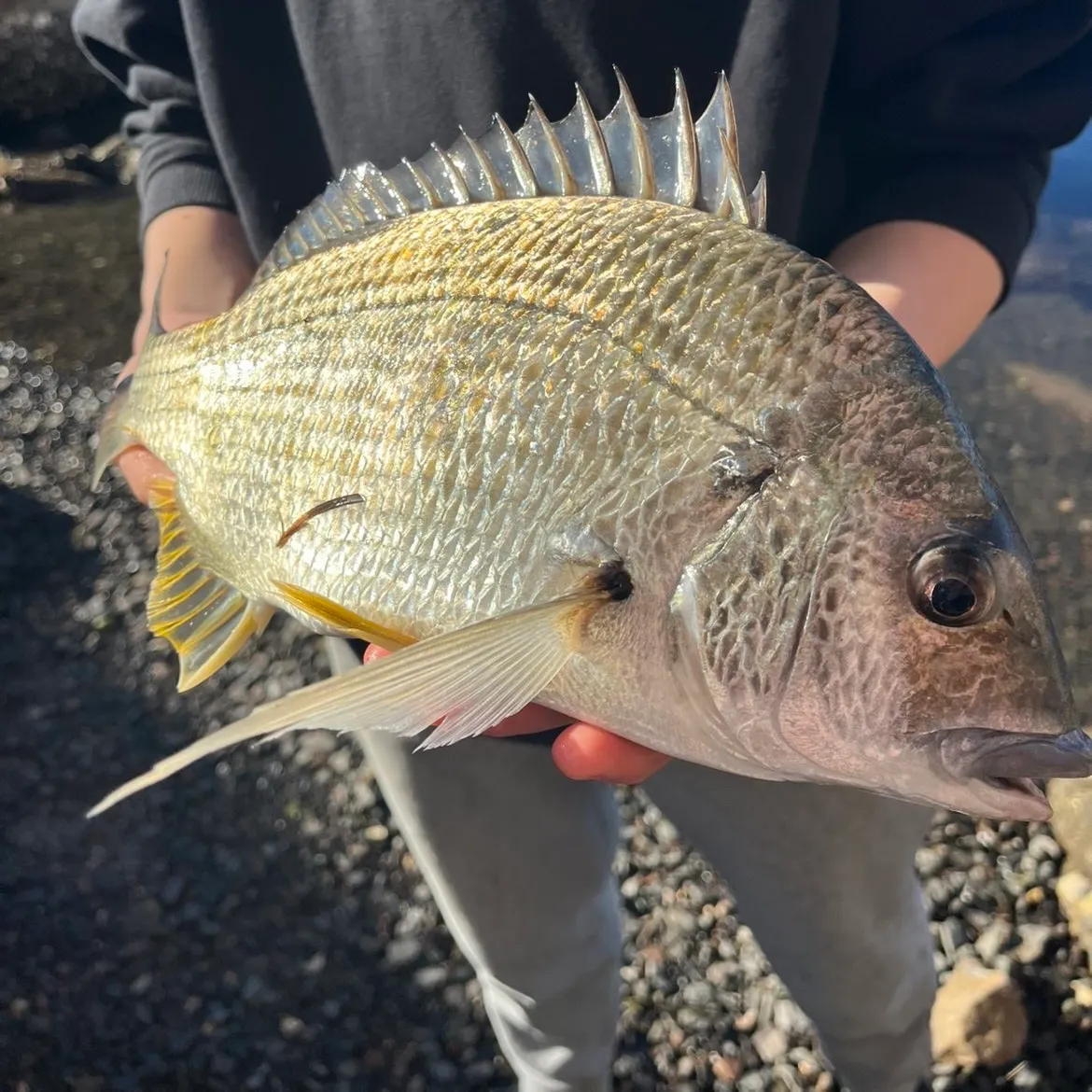 Surf bream caught on Fishbrain