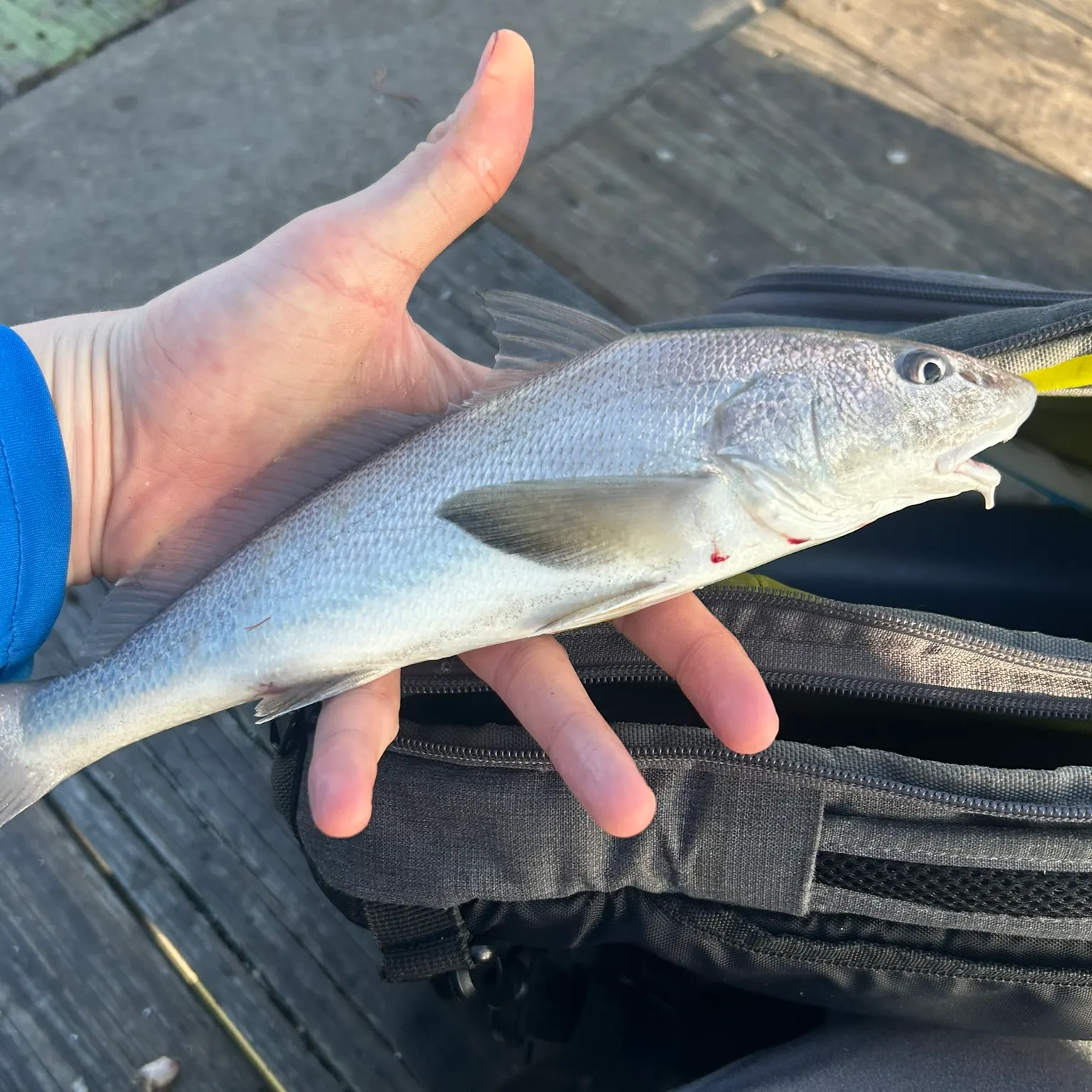 The most recent Gulf kingcroaker catches on Fishbrain