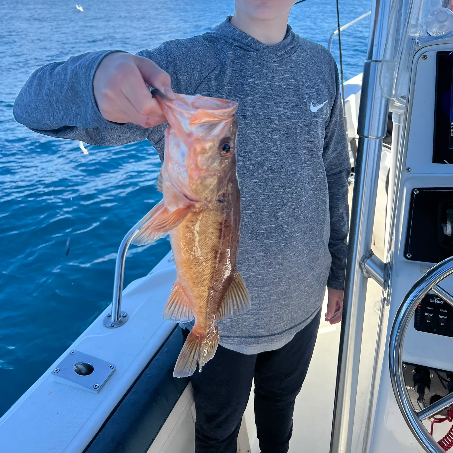 The most recent Bocaccio rockfish catches on Fishbrain