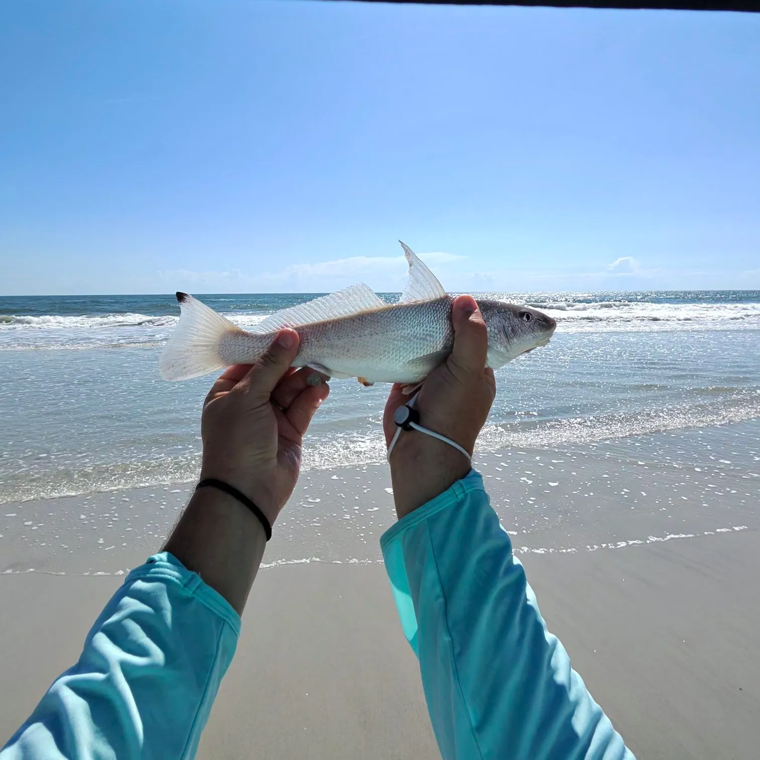 The most recent Gulf kingcroaker catches on Fishbrain