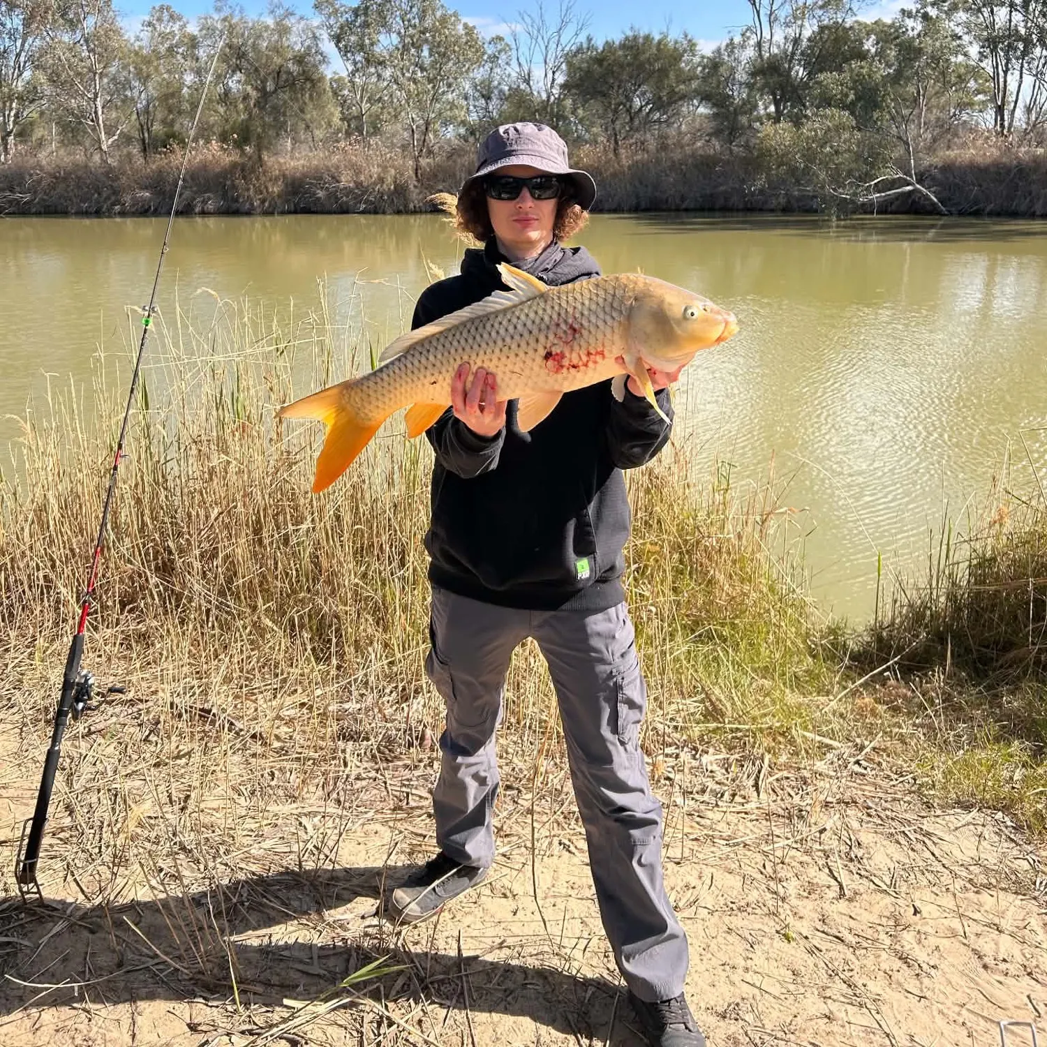Common carp caught on Fishbrain