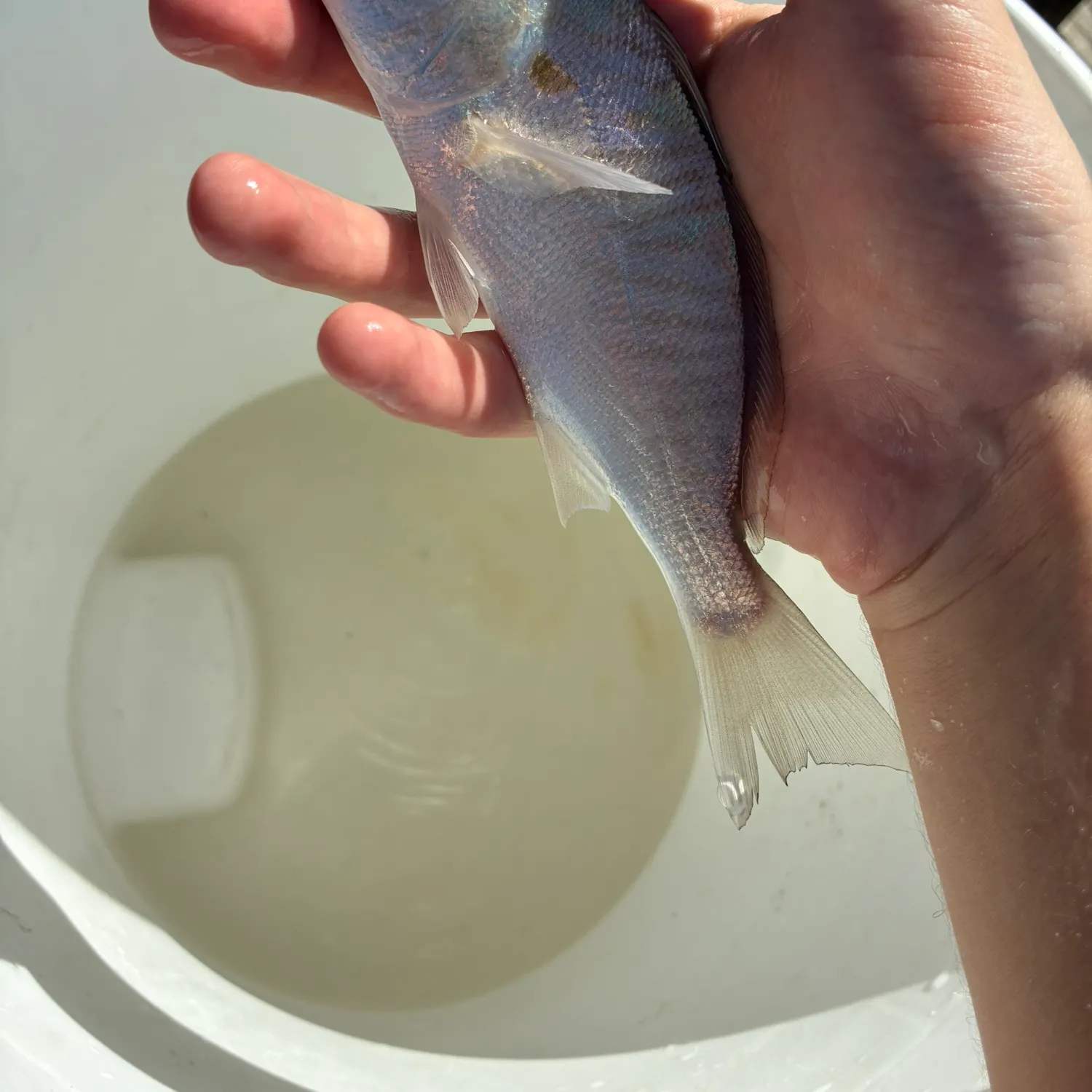 The most recent Spot croaker catches on Fishbrain