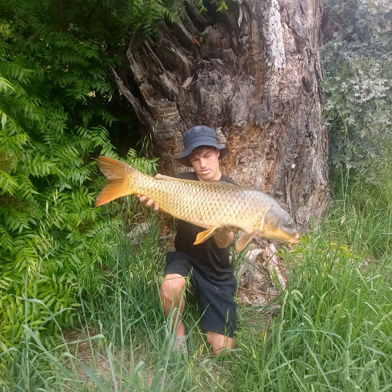 Common carp caught on Fishbrain