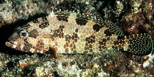 Starspotted grouper