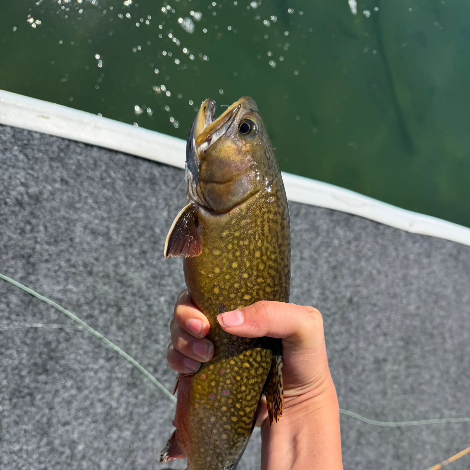 Brook trout caught on Fishbrain