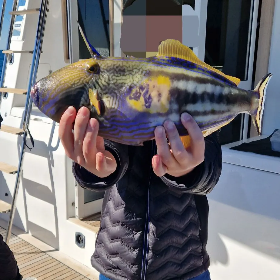 The most recent Six-spined leatherjacket catches on Fishbrain