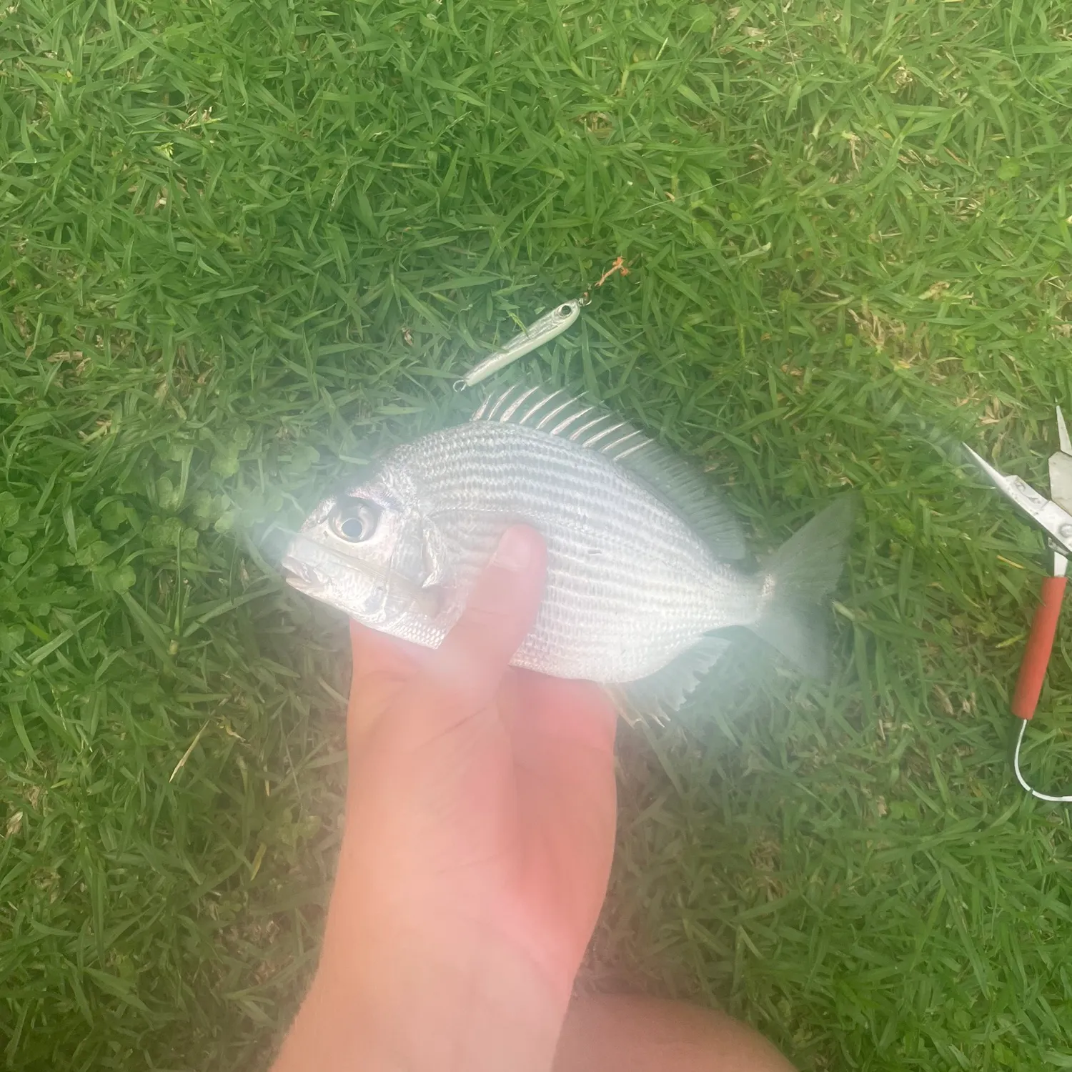 The most recent Goldlined seabream catches on Fishbrain