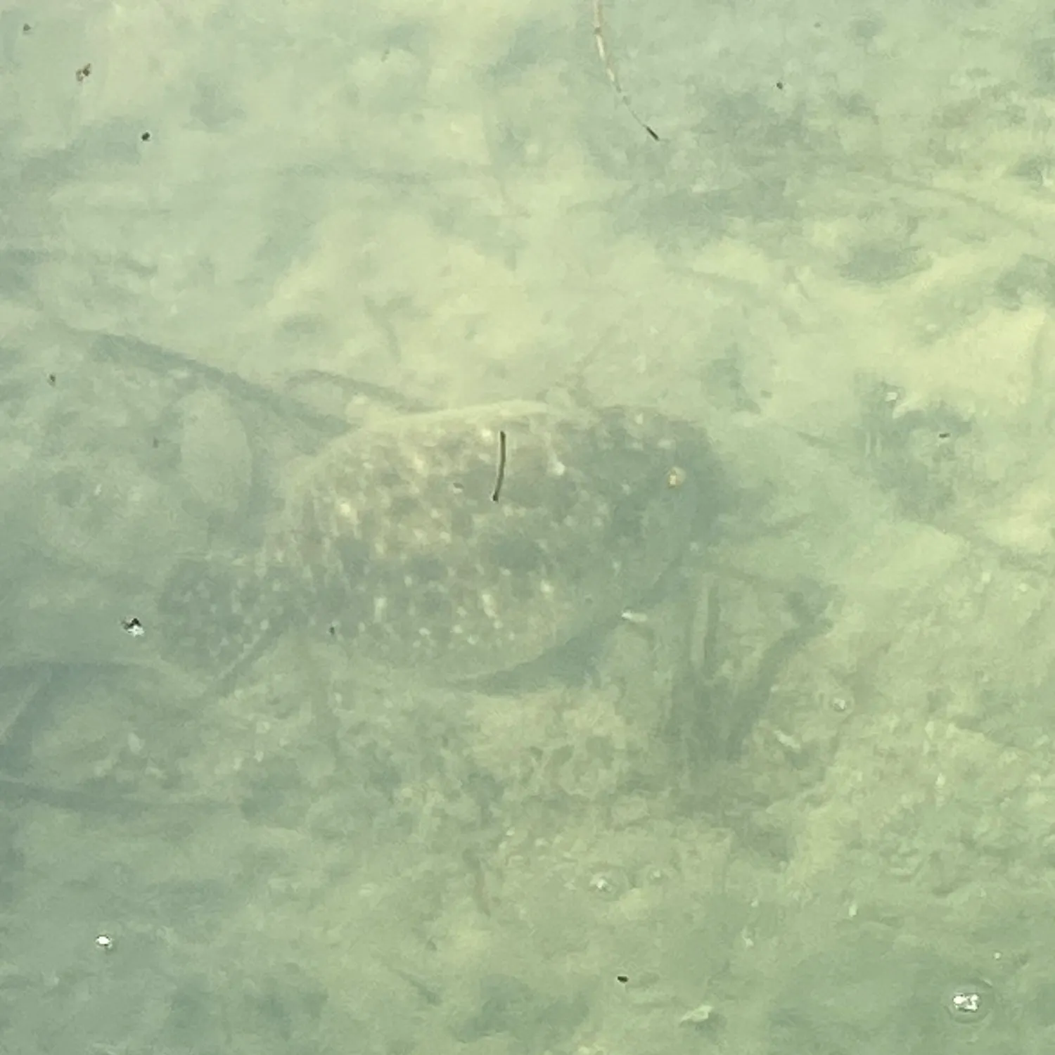 The most recent Gulf flounder catches on Fishbrain