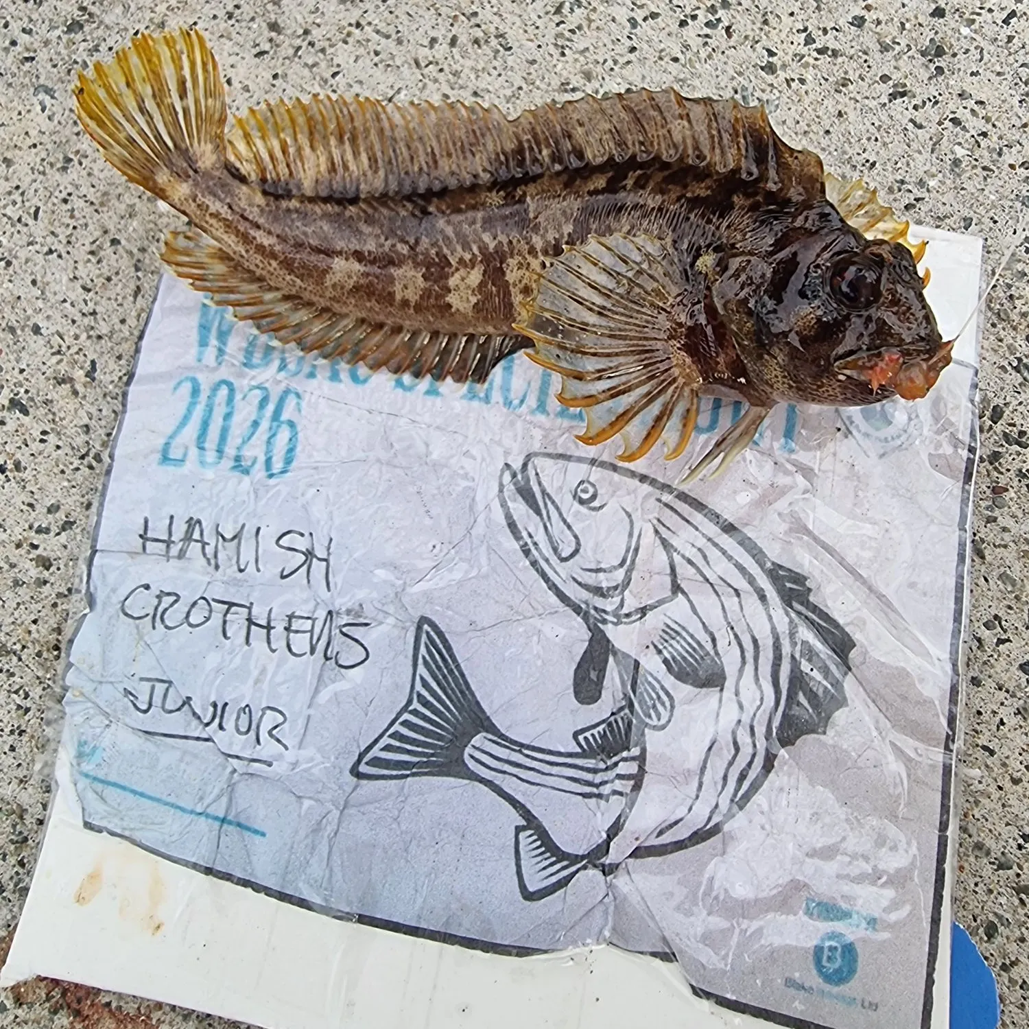 The most recent Tompot blenny catches on Fishbrain