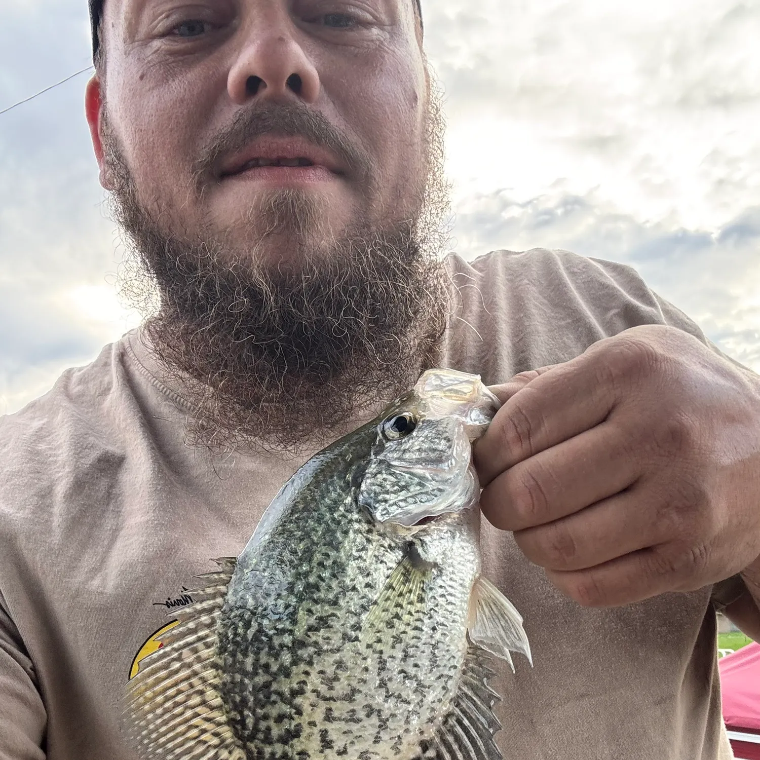 Black crappie caught on Fishbrain