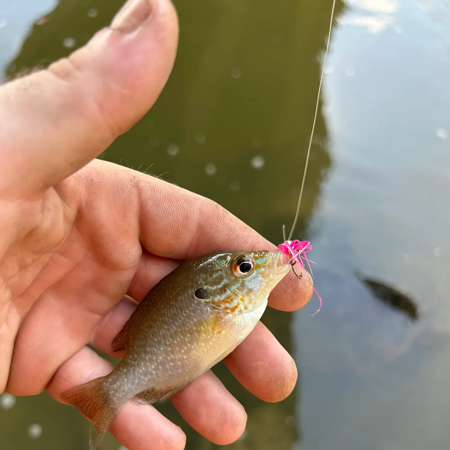 The most recent Dollar sunfish catches on Fishbrain
