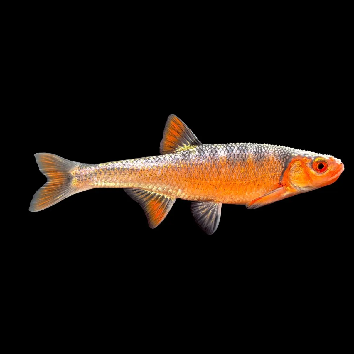 The most recent Rosefin shiner catches on Fishbrain