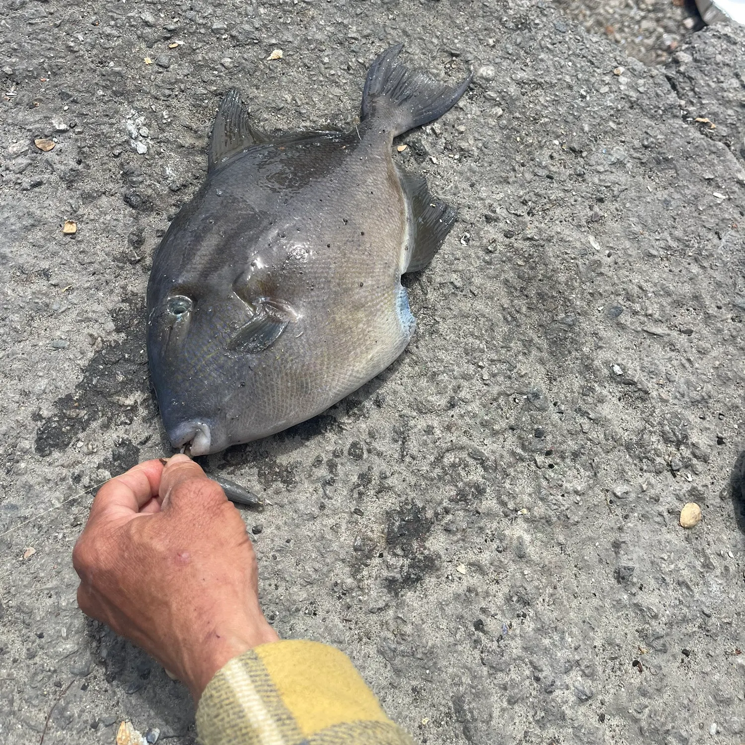 The most popular recent Finescale triggerfish catch on Fishbrain