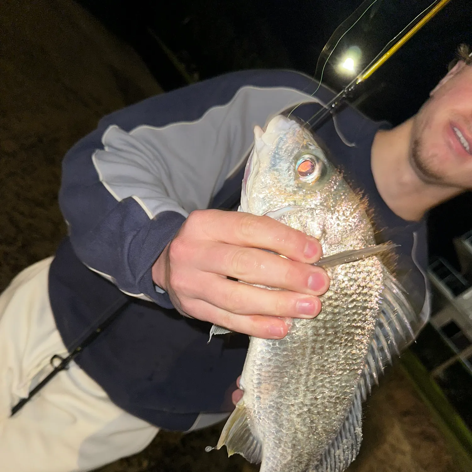 The most recent Silver grunt catches on Fishbrain