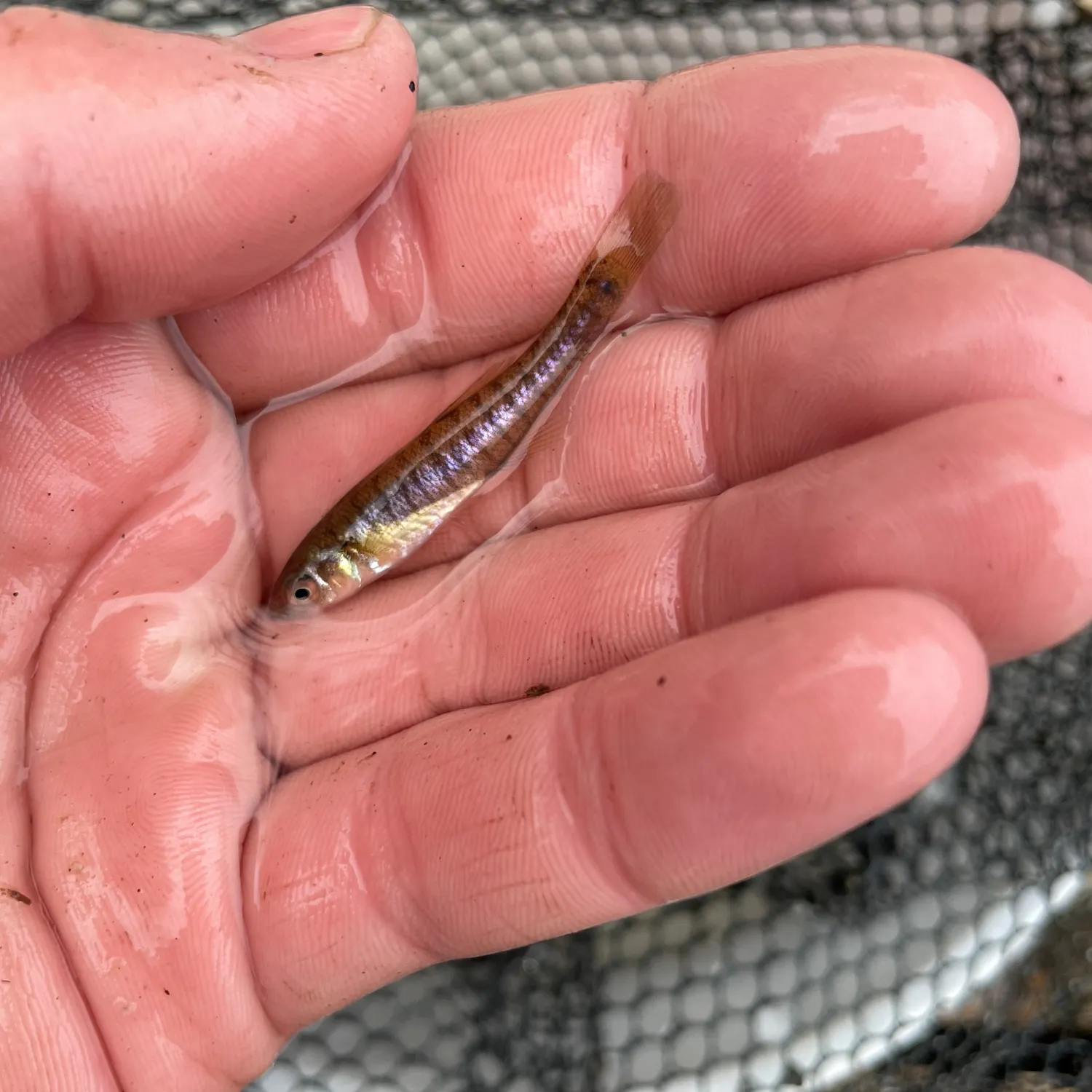 The most recent Banded killifish catches on Fishbrain