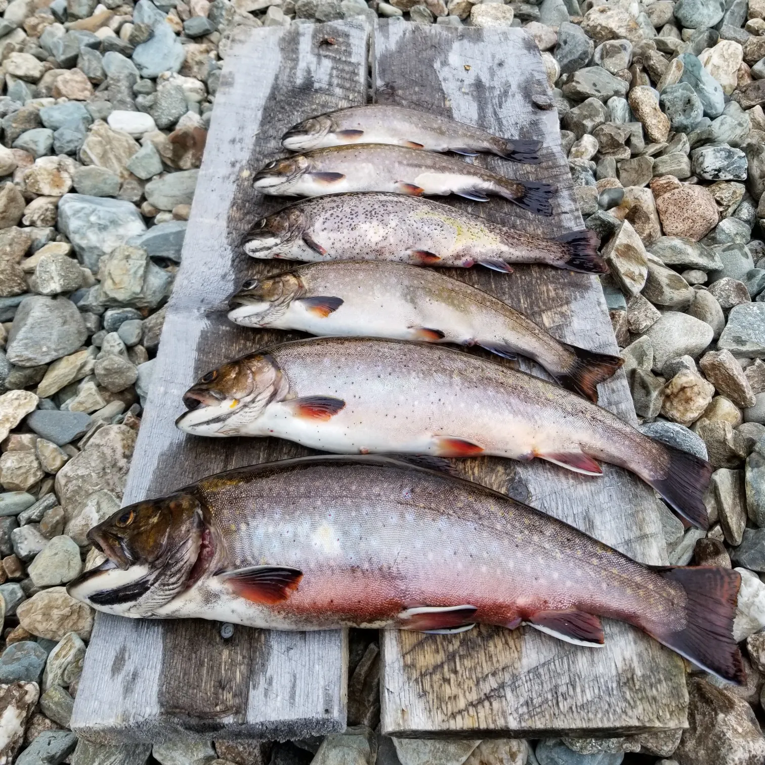 recently logged catches