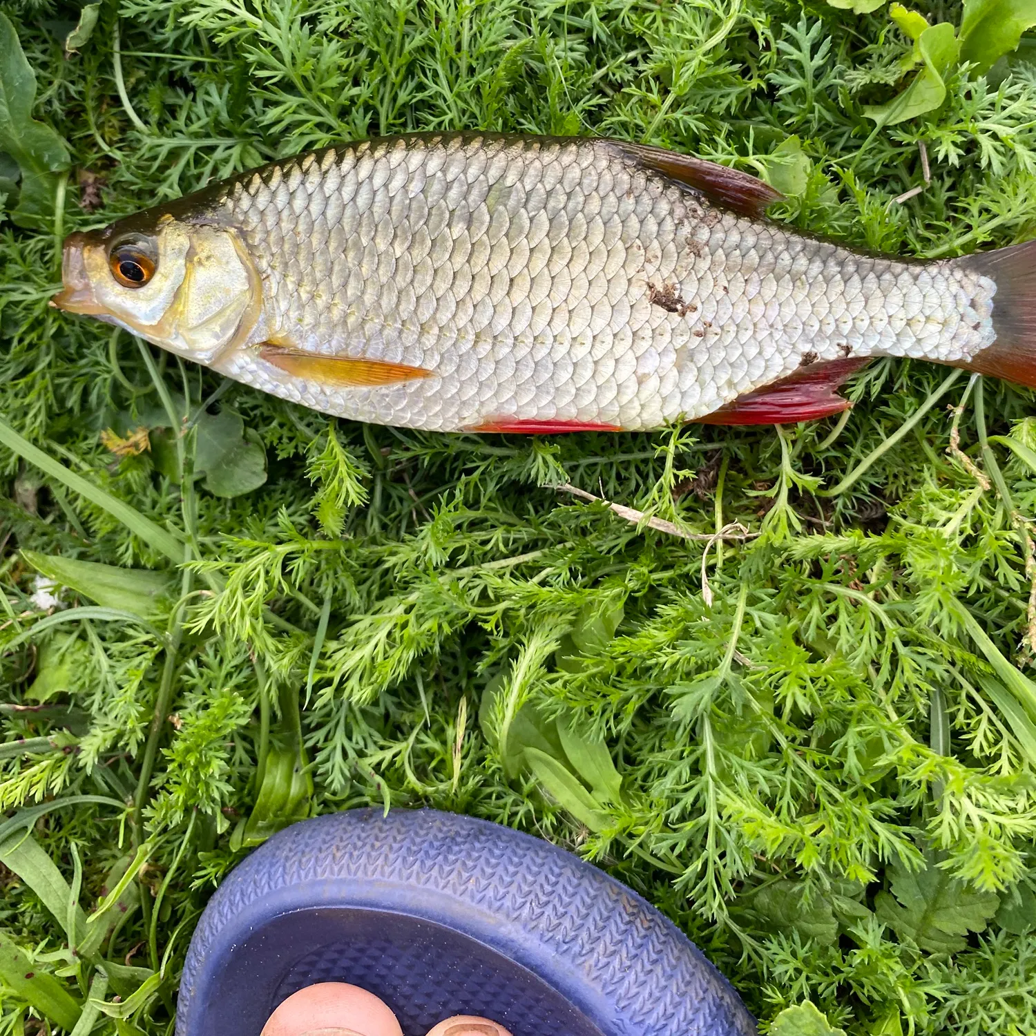 Common roach caught on Fishbrain
