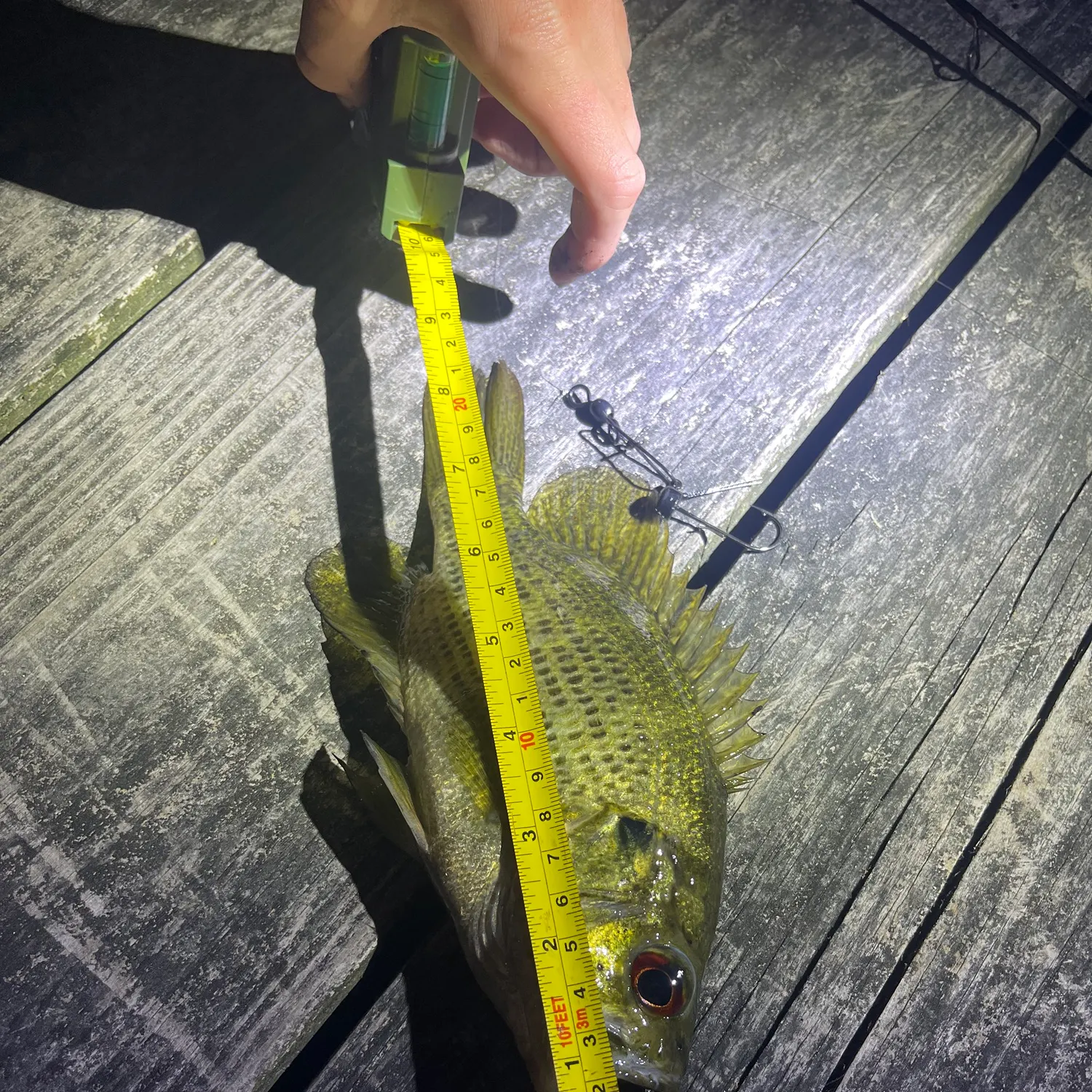 recently logged catches