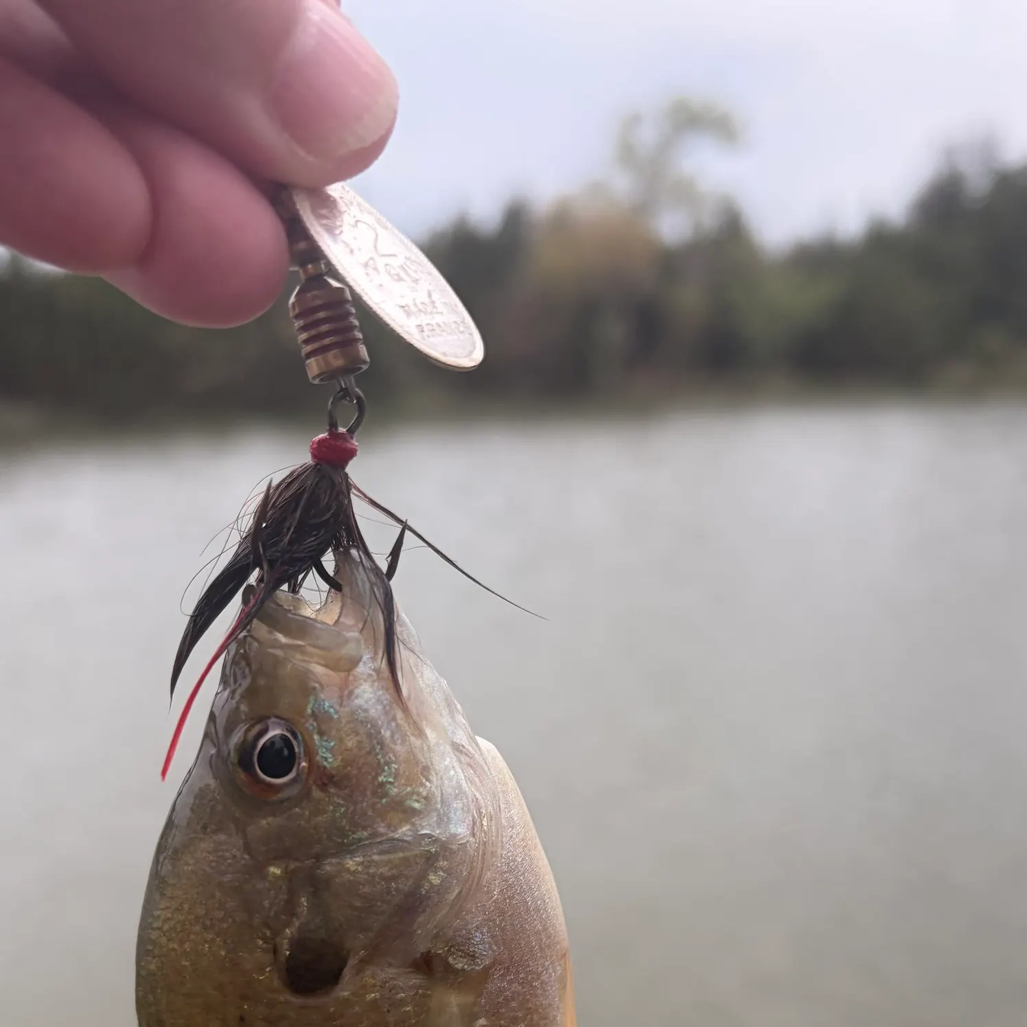 Greengill hybrid caught on Fishbrain