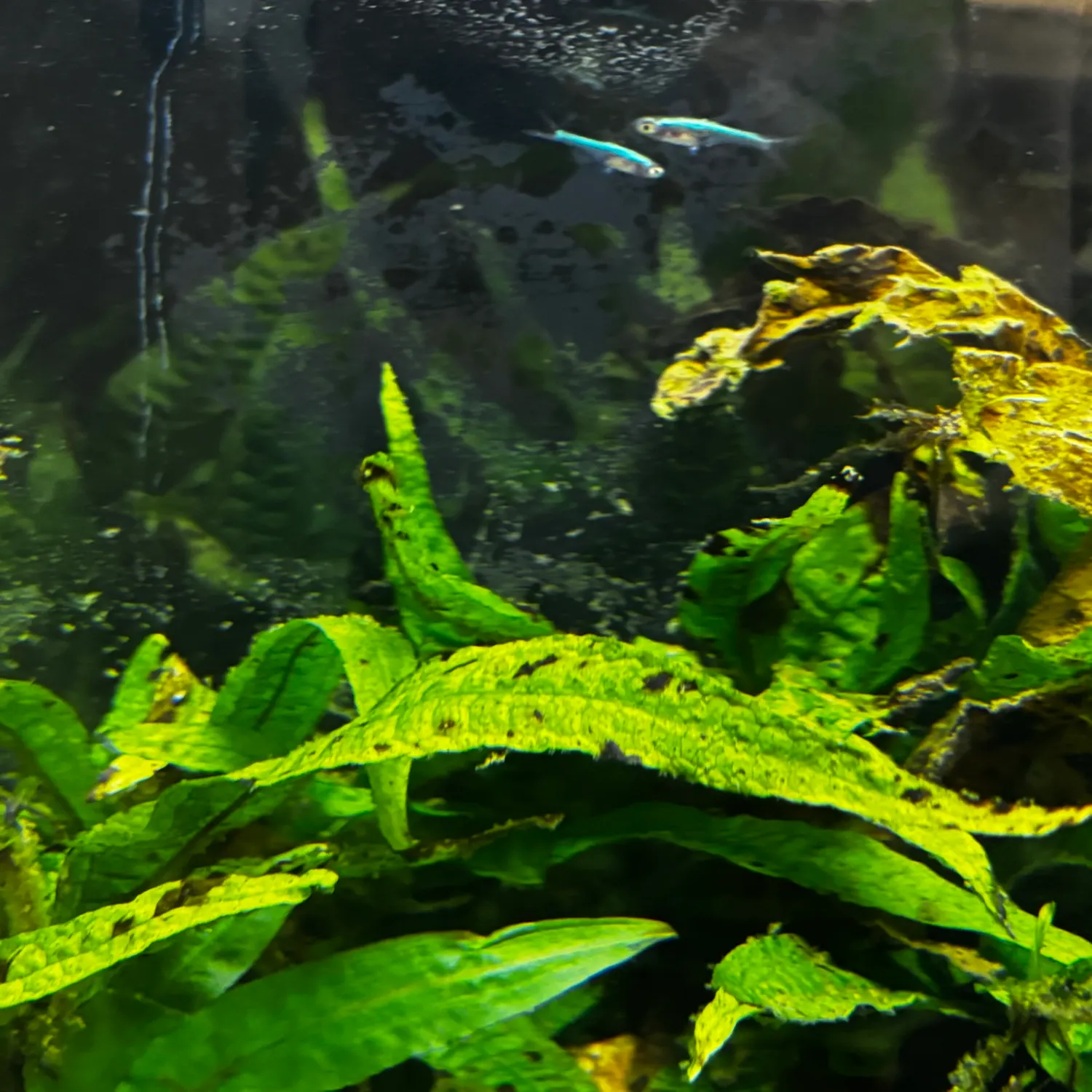 The most recent Tiete tetra catches on Fishbrain